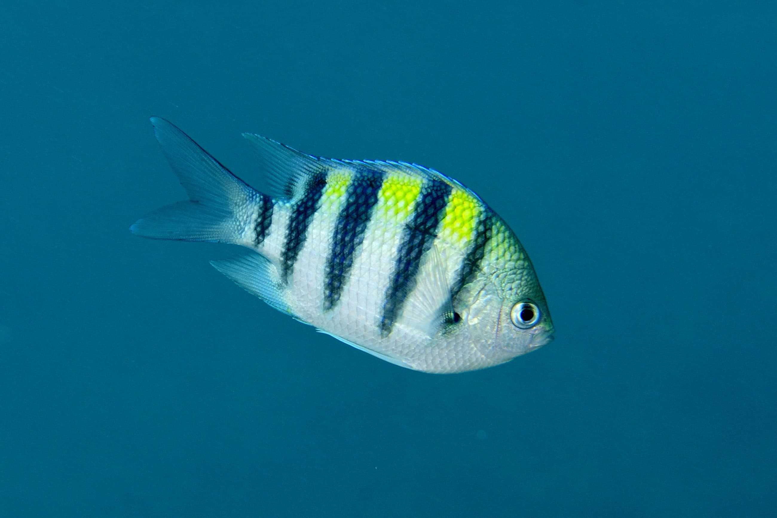 オヤビッチャ - Indo-Pacific Sergeant (Abudefduf vaigiensis)