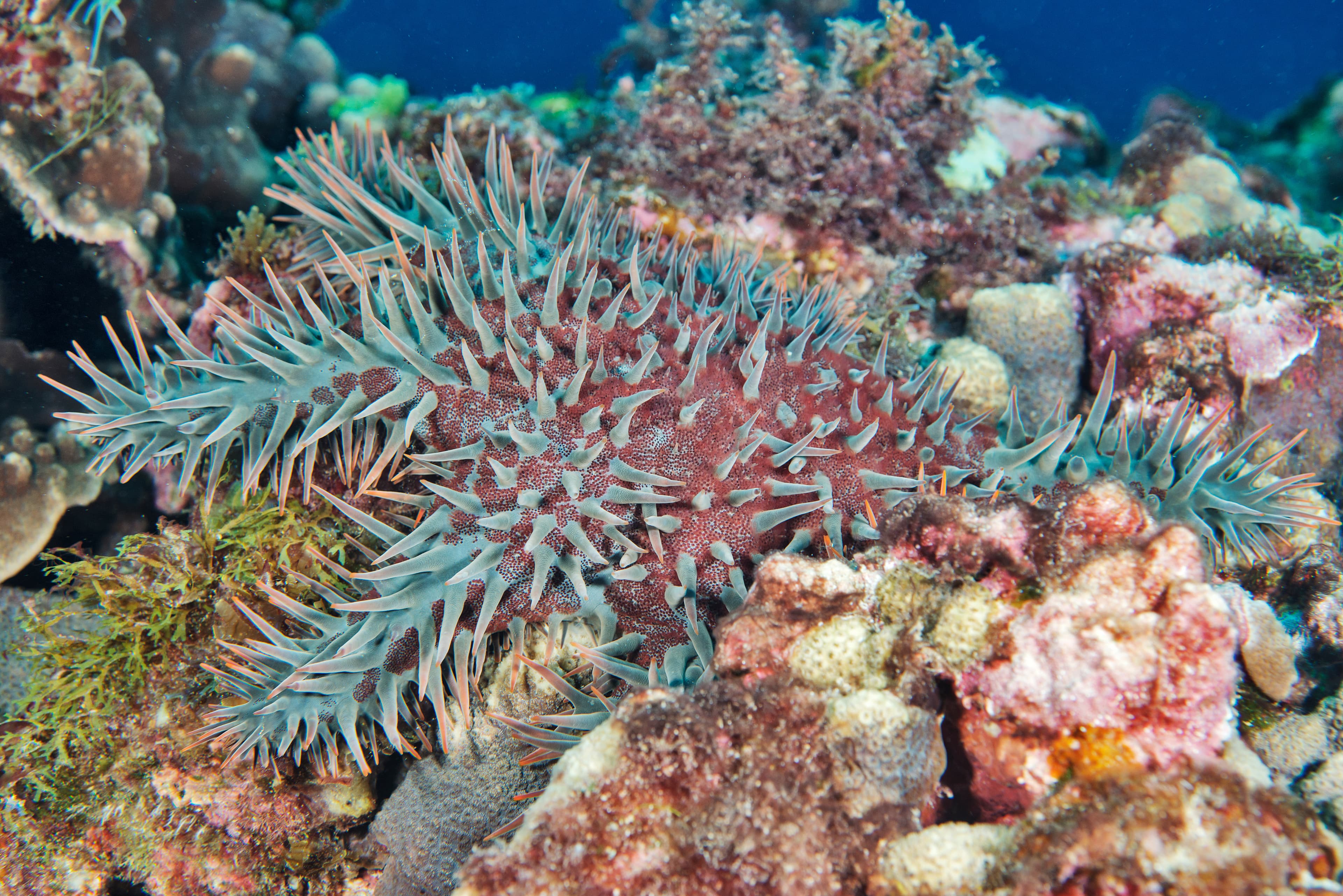 Crown of Thorns Starfish on reef