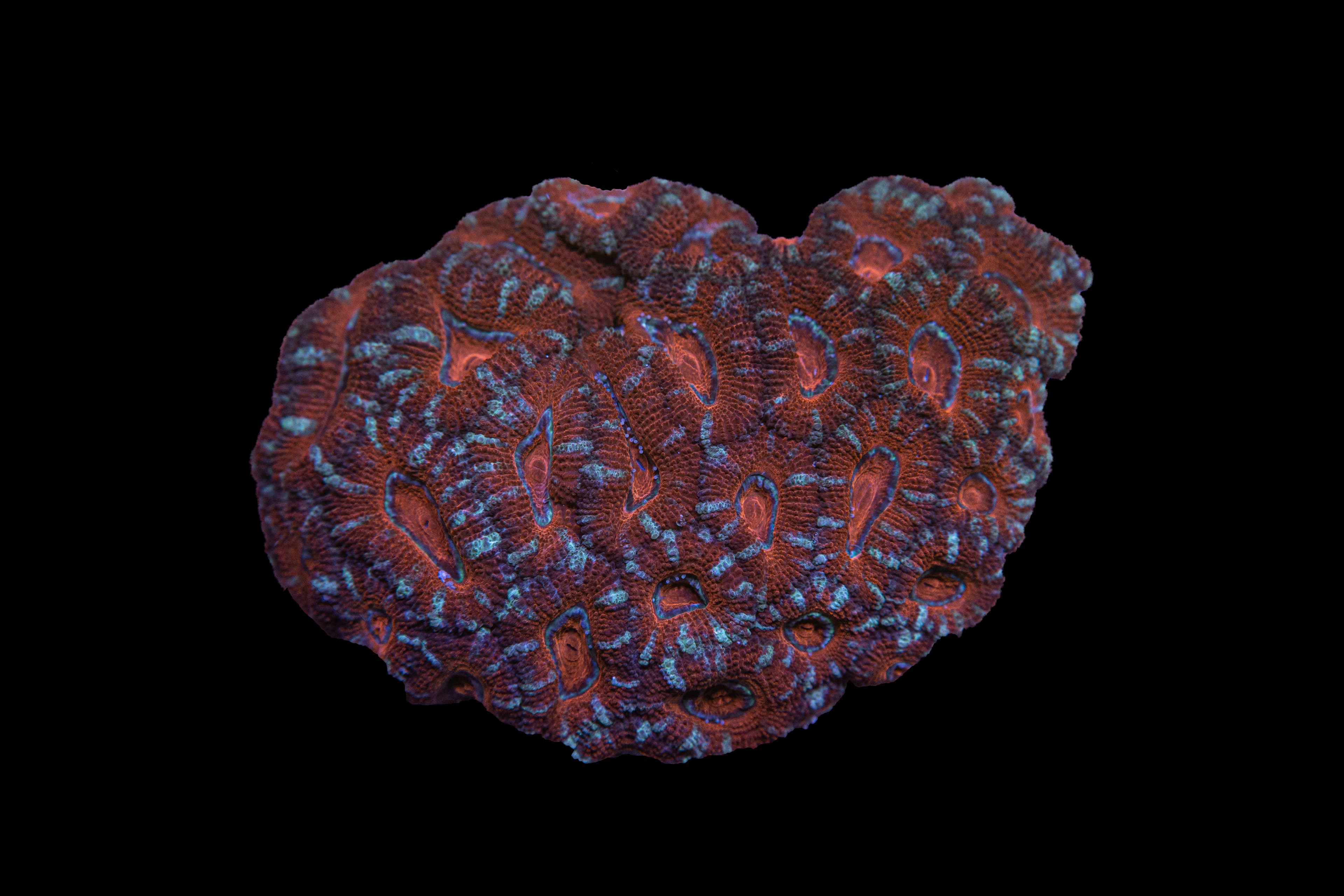 Acan Coral (Micromussa sp.)