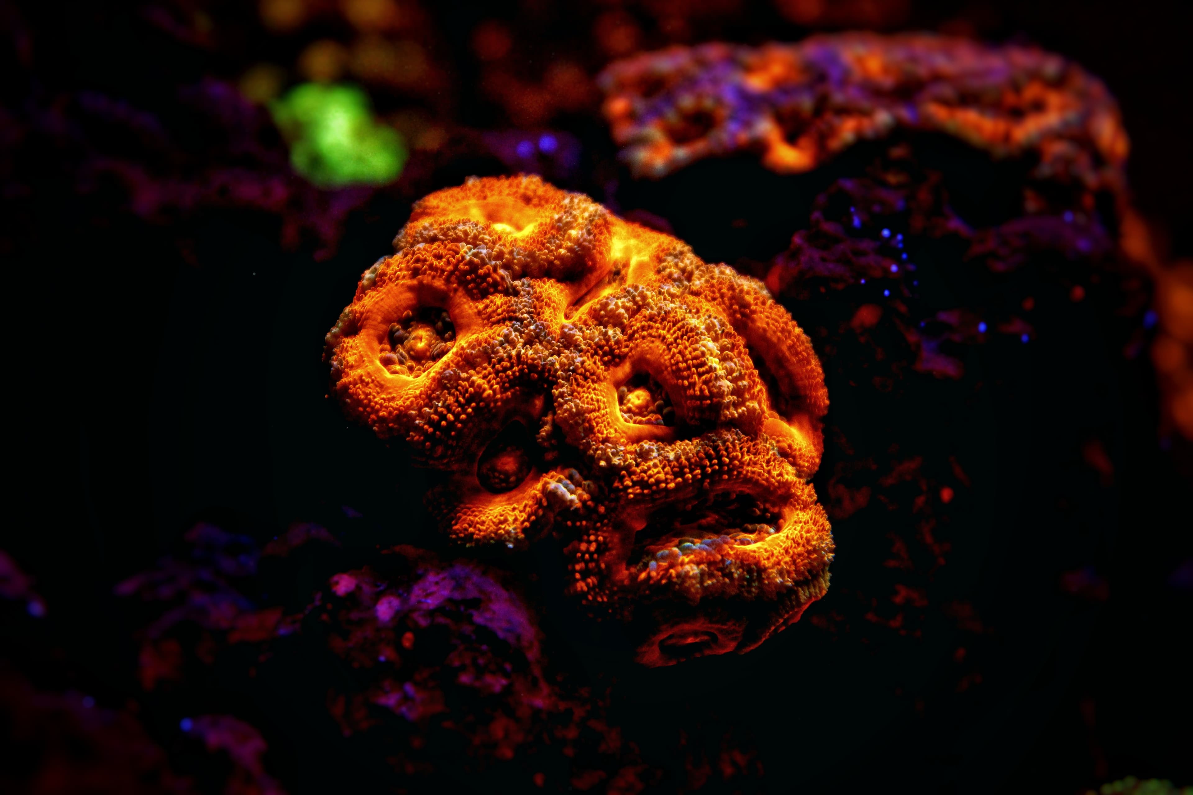 Bright orange Micromussa lordhowensis colony