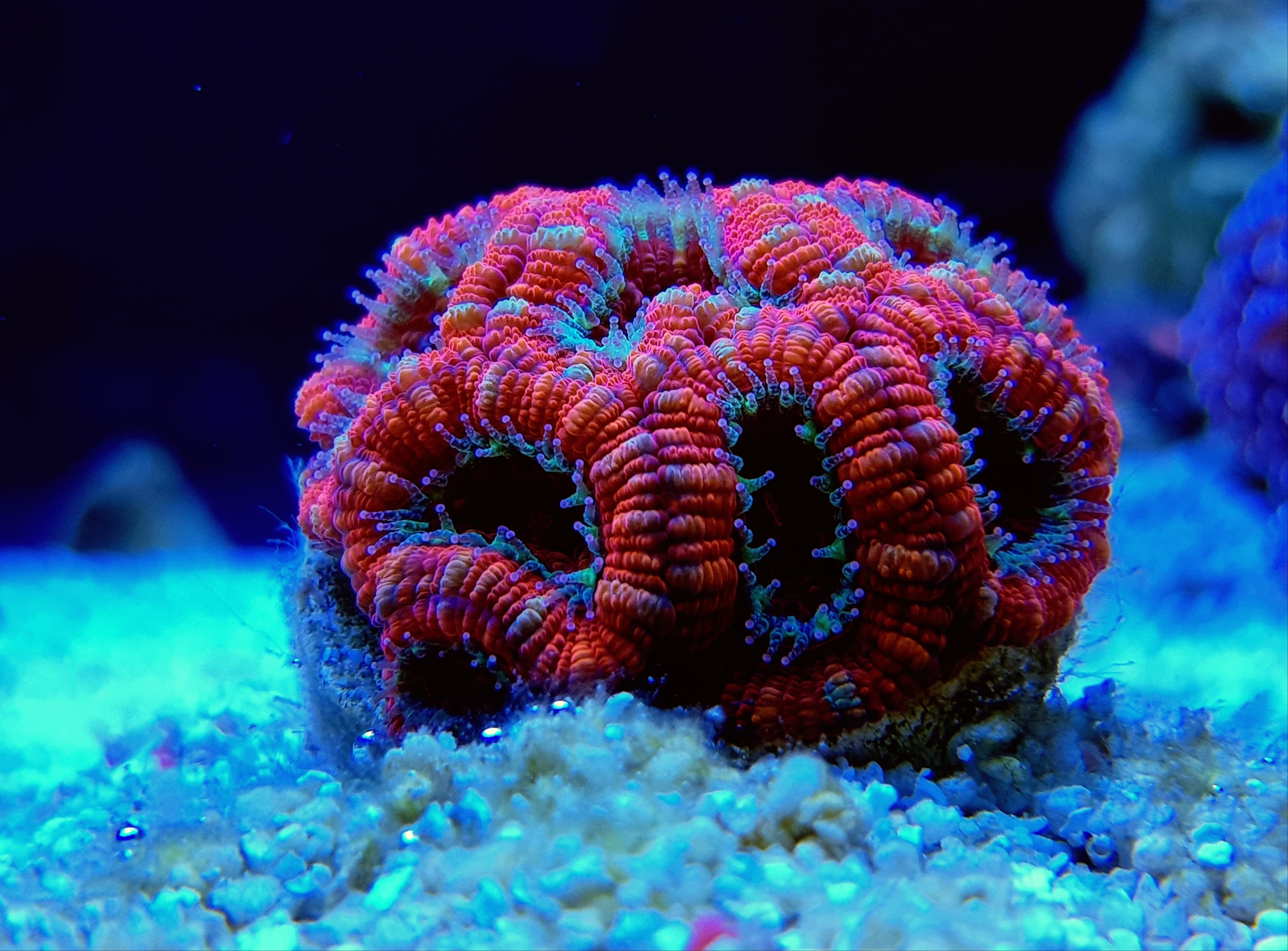 Ultra Red Micromussa lordhowensis colony