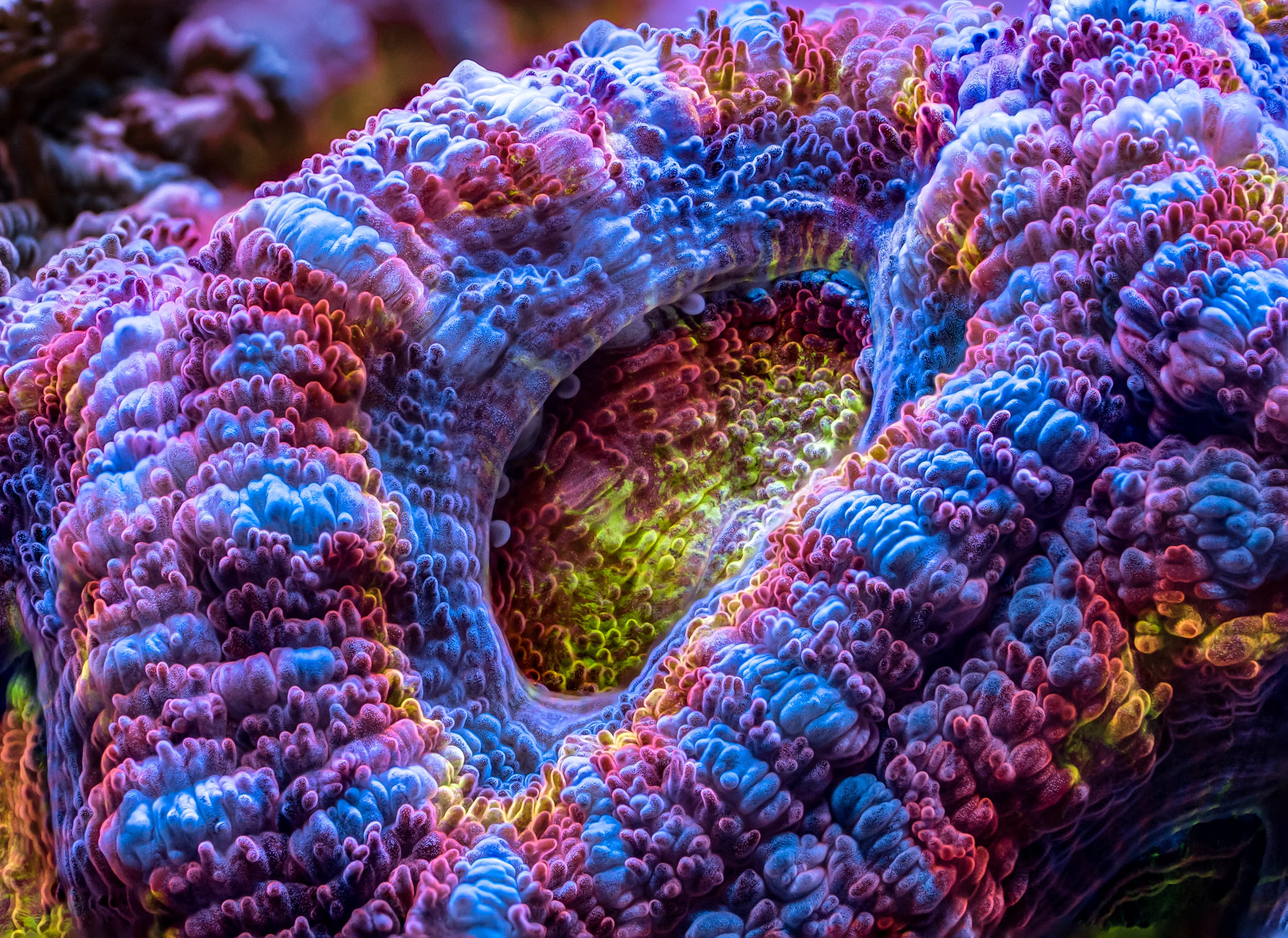 Rainbow Acan Lord (Micromussa lordhowensis) polyp close-up