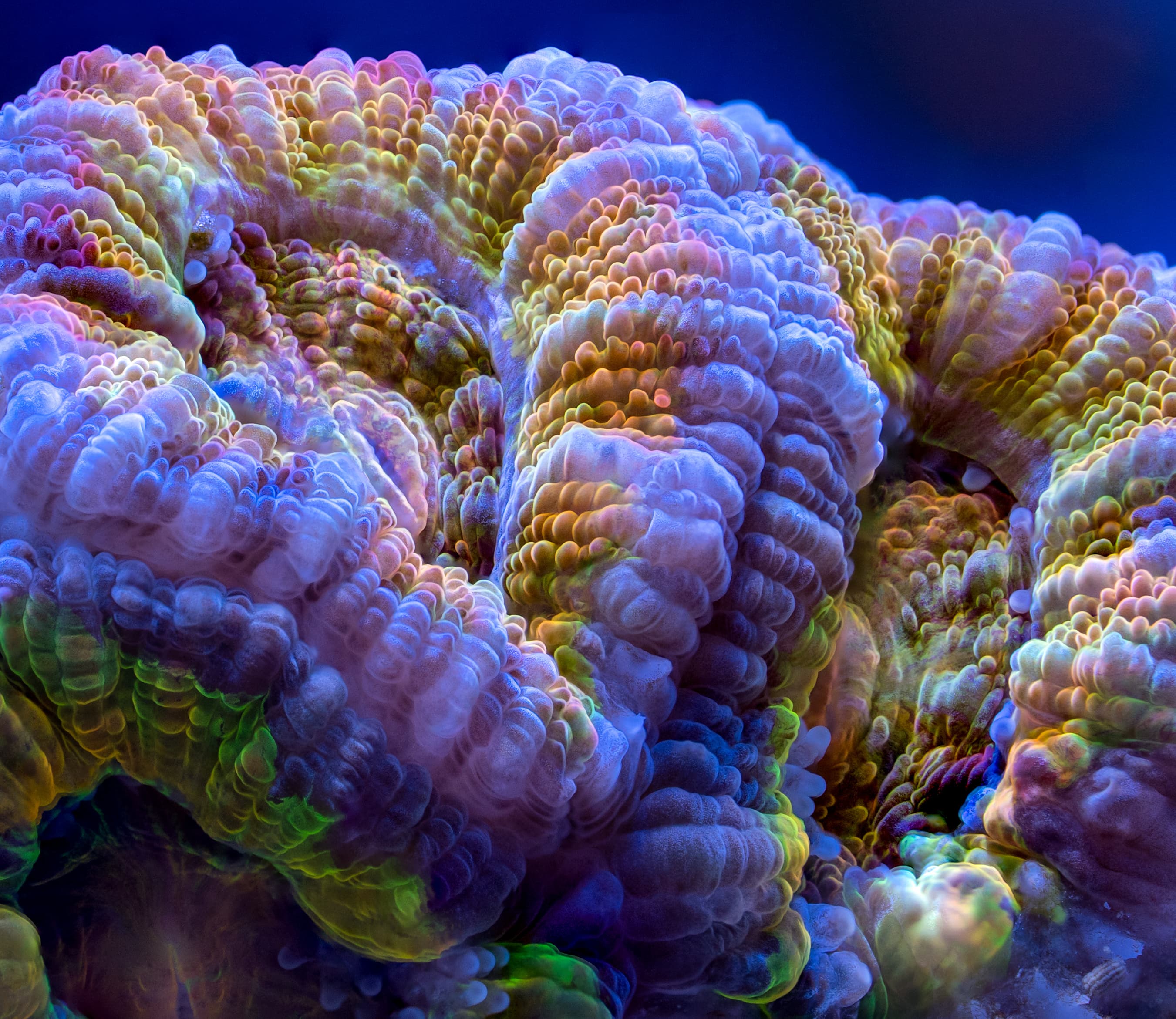 Acan Lord (Micromussa lordhowensis) close-up
