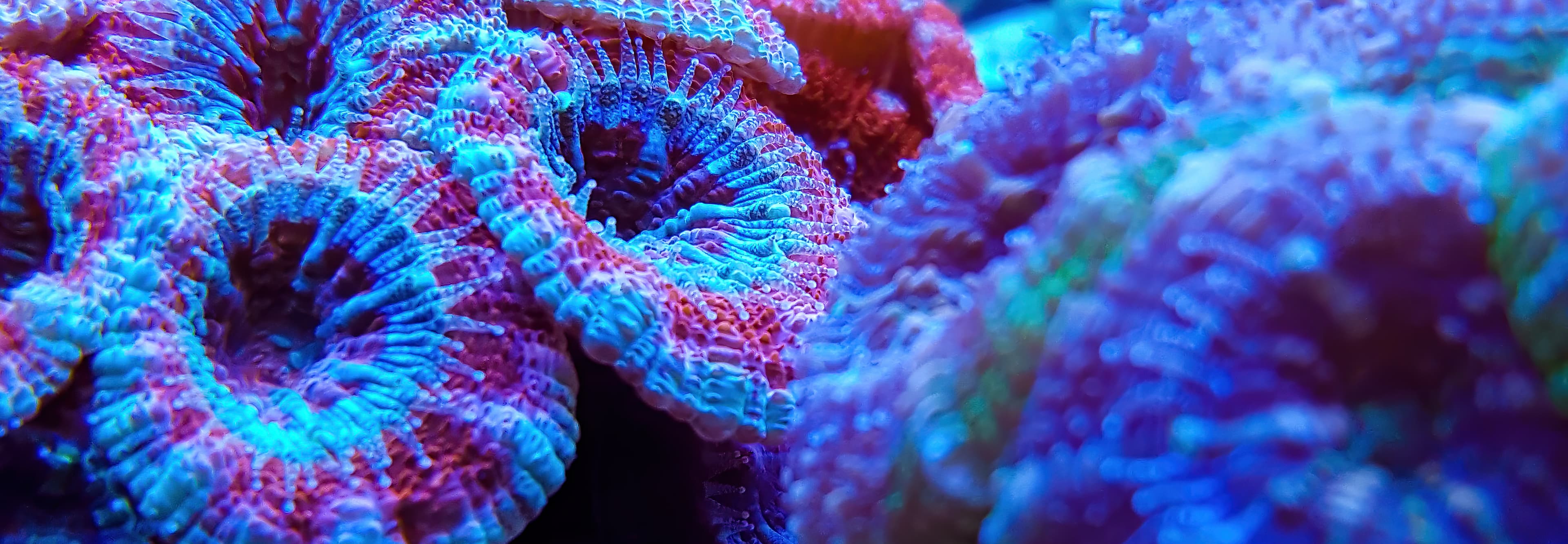 Macro photography of Acanthastrea echinata coral  in reef aquarium under blue light