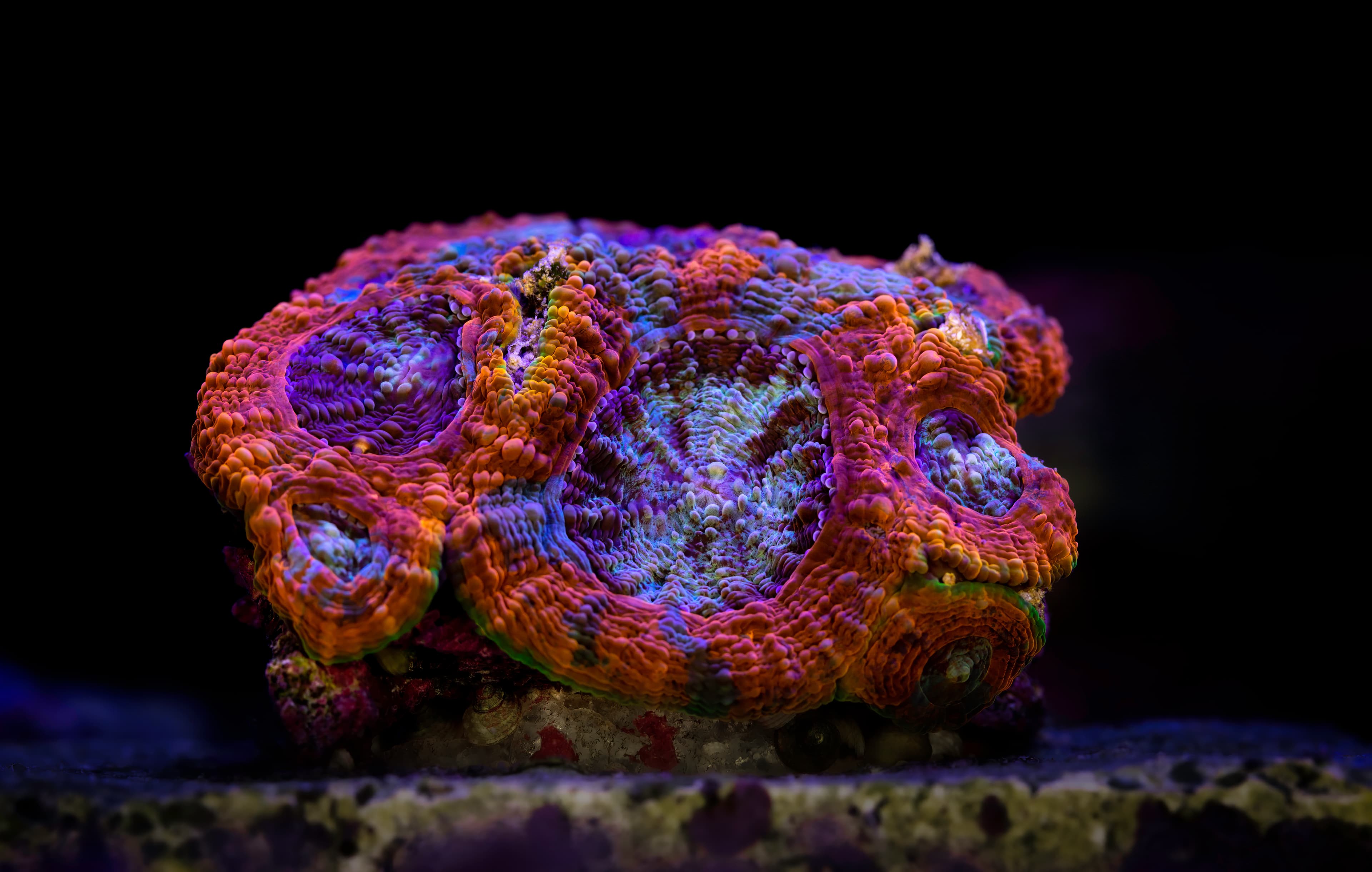 Macro photography of Acanthastrea echinata coral in reef aquarium