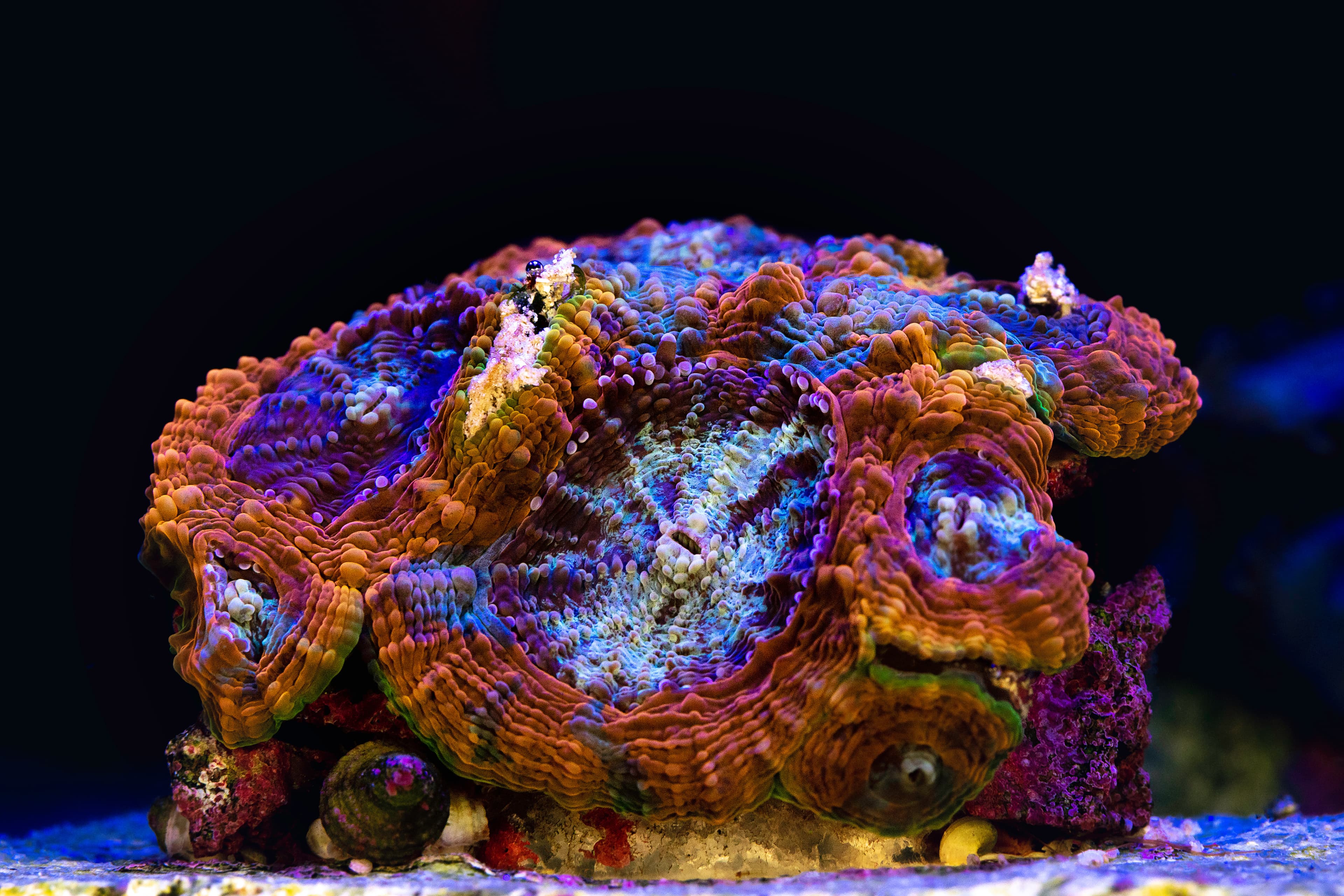 Macro photography of Acanthastrea echinata coral in reef aquarium