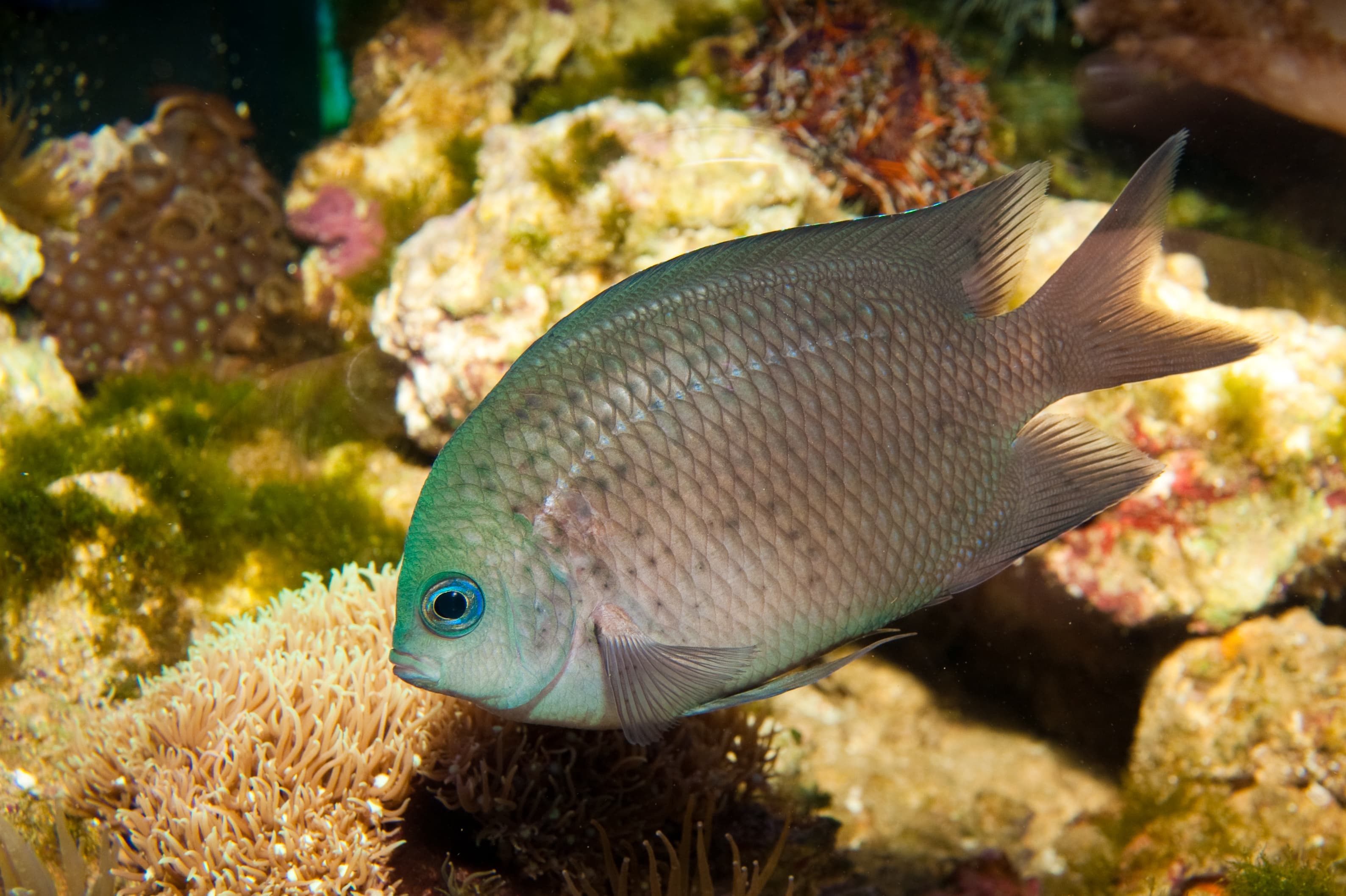 Spiny Chromis in aquarium