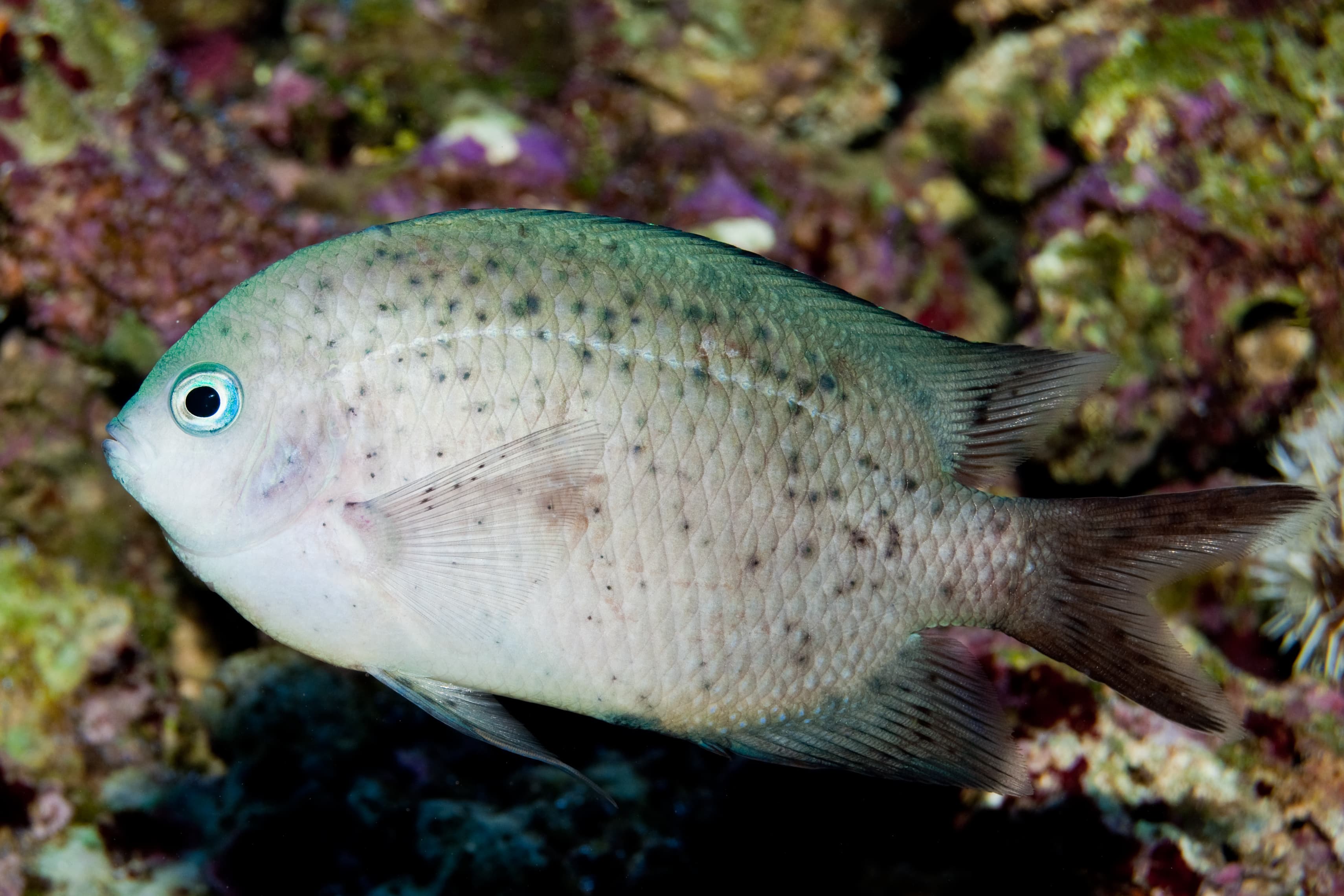 Spiny Chromis in aquarium