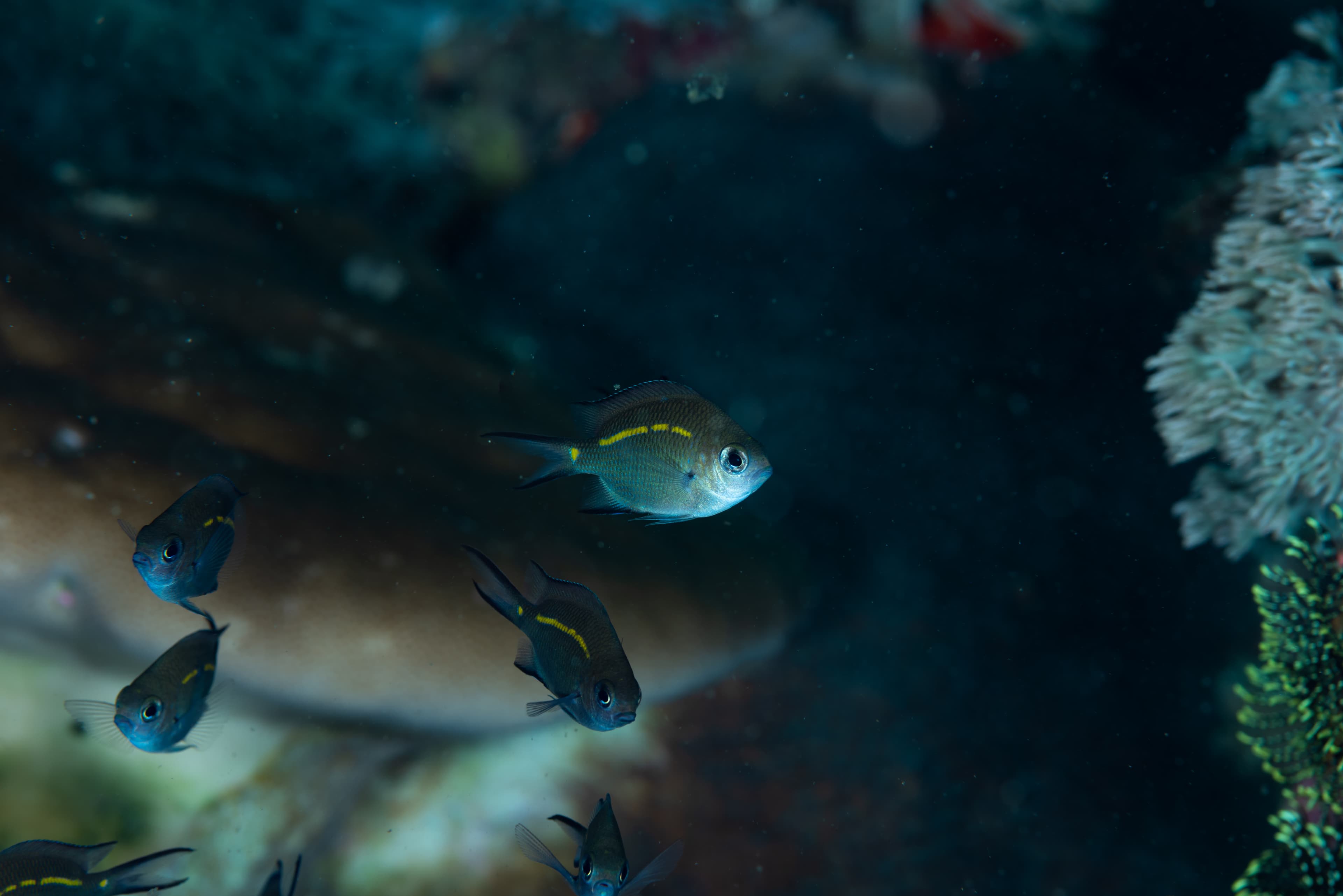 Spiny Chromis (Acanthochromis polyacanthus) juveniles