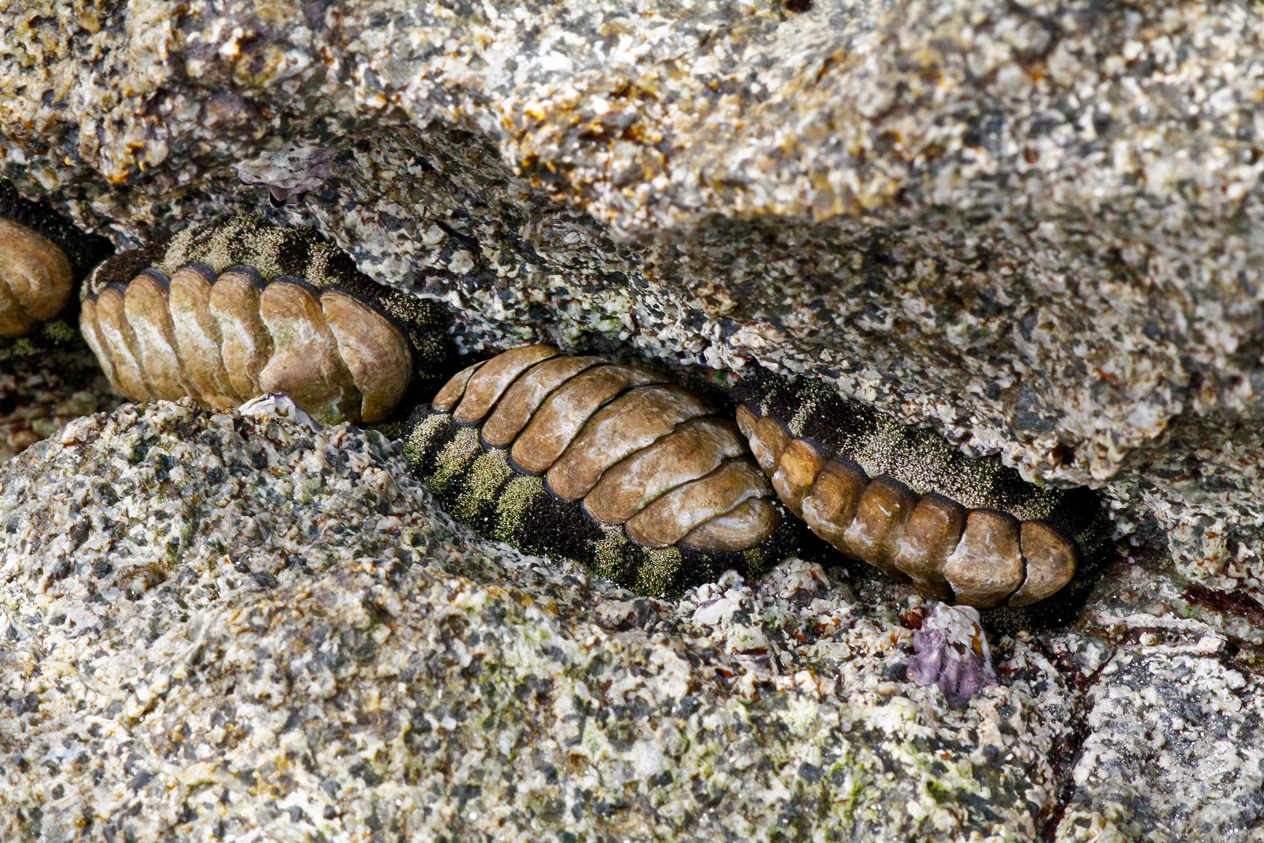 Group of chiton - Massirah island coastline, Oman