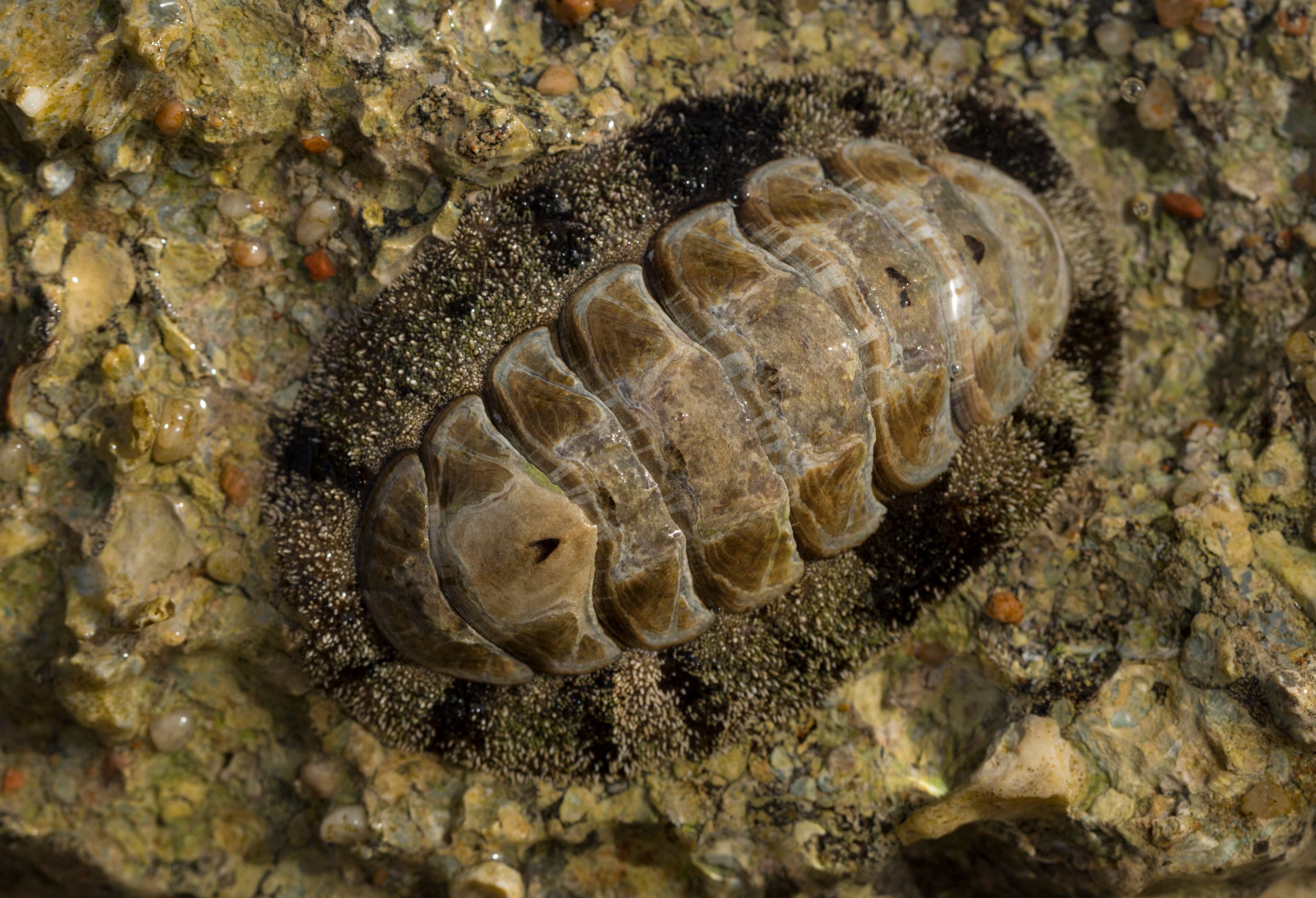 Acanthopleura sp., tropical species of chiton, a marine molluscs on a rock