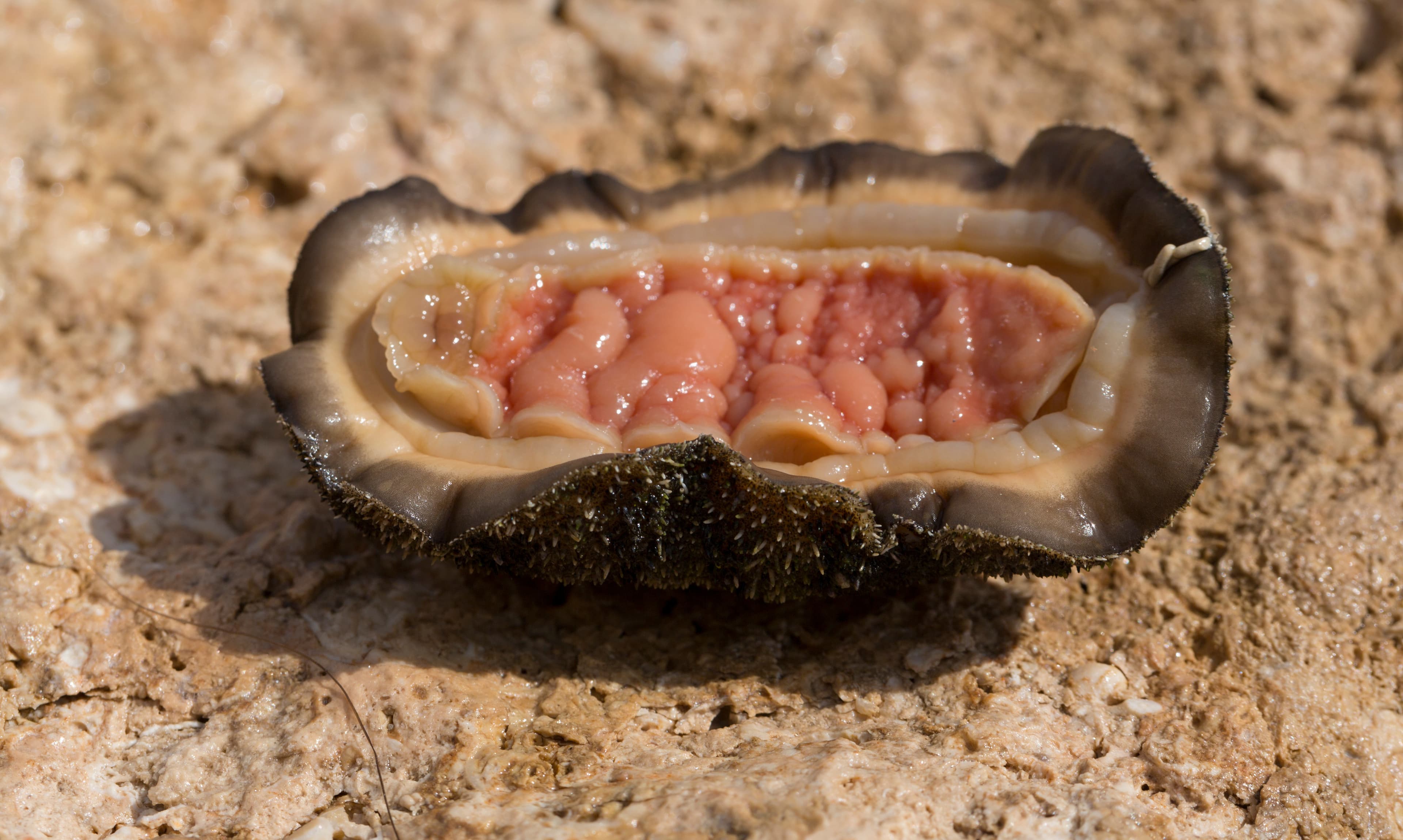 Acanthopleura sp., upside down view