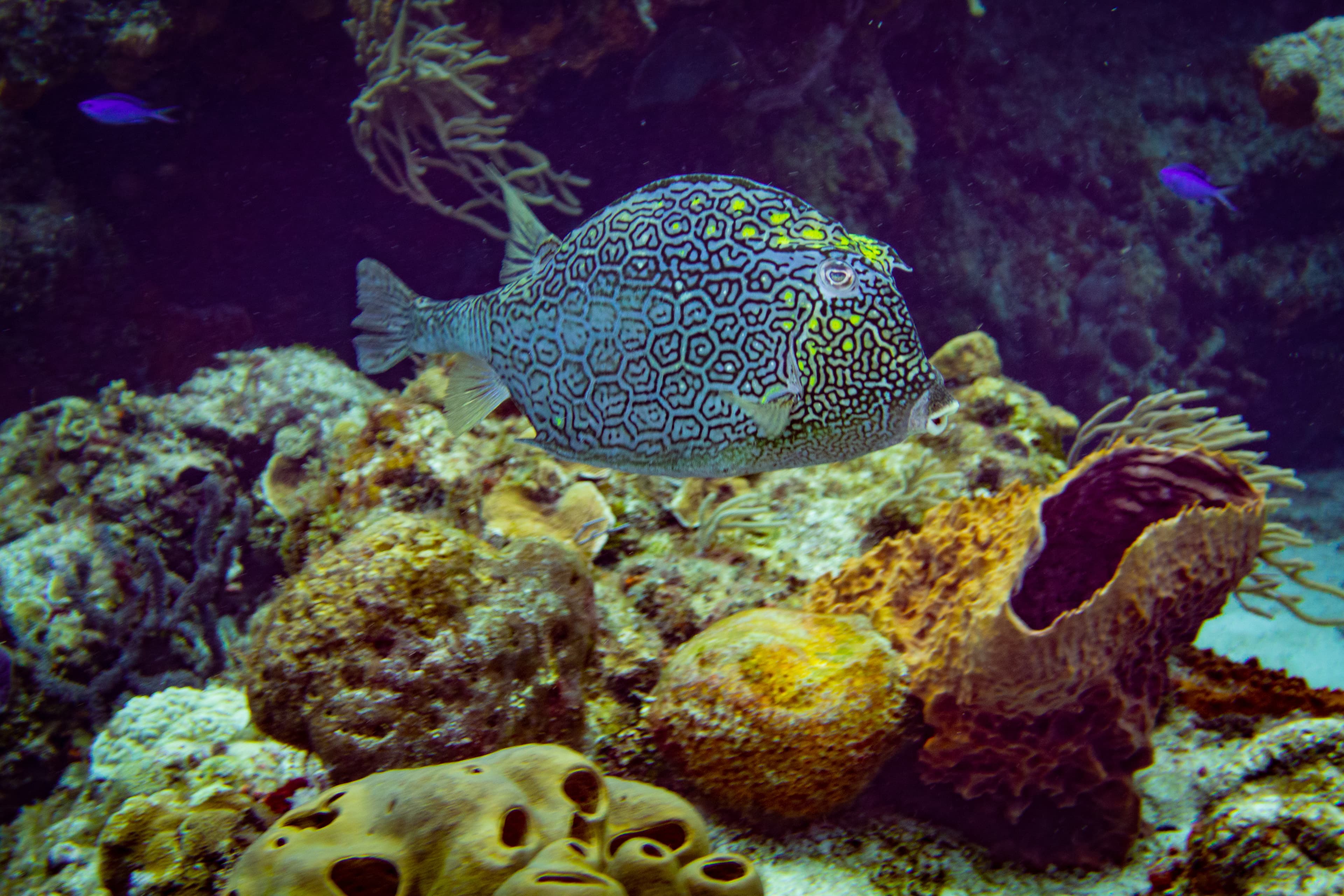 Honeycomb Cowfish