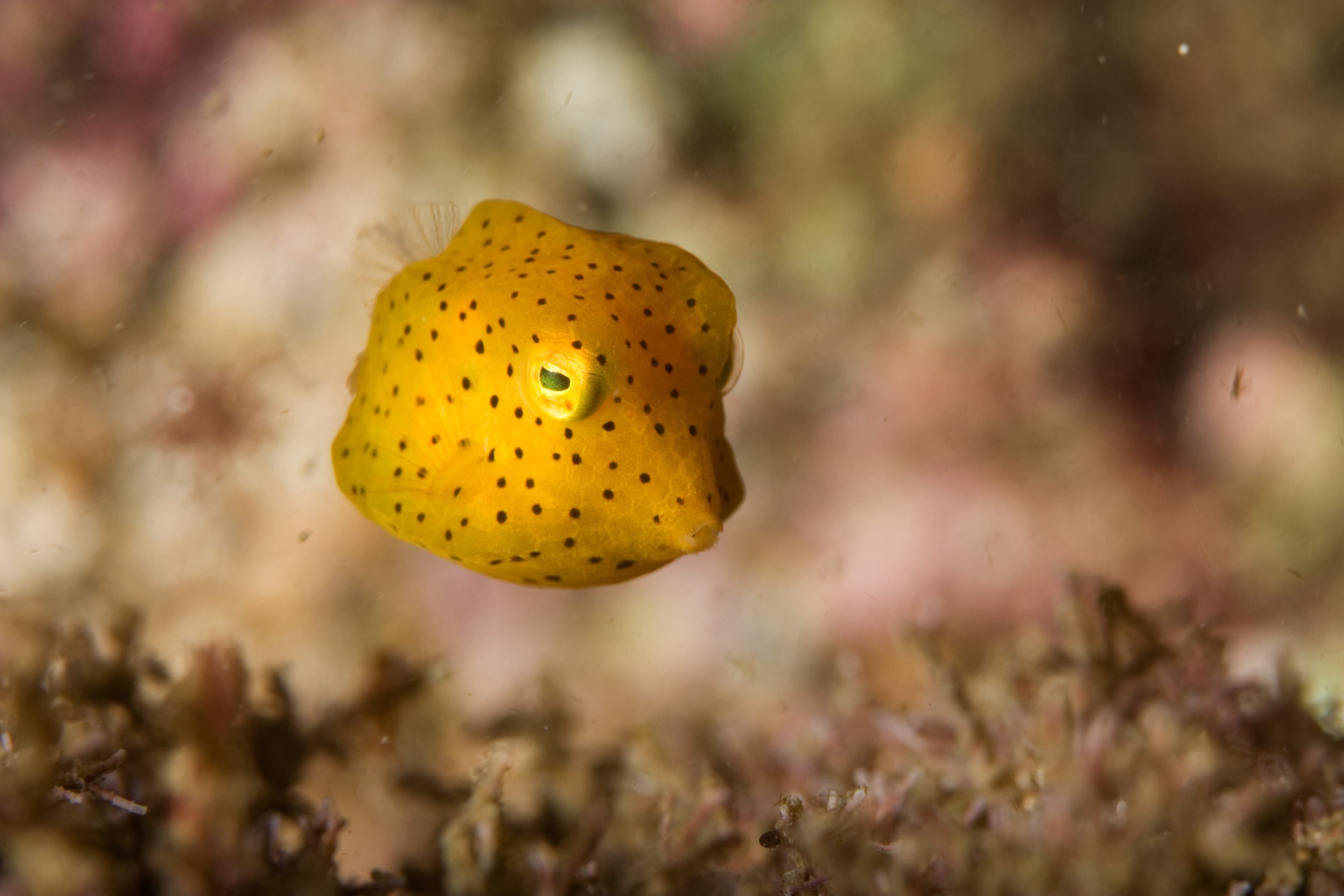 Honeycomb Cowfish with bright coloration