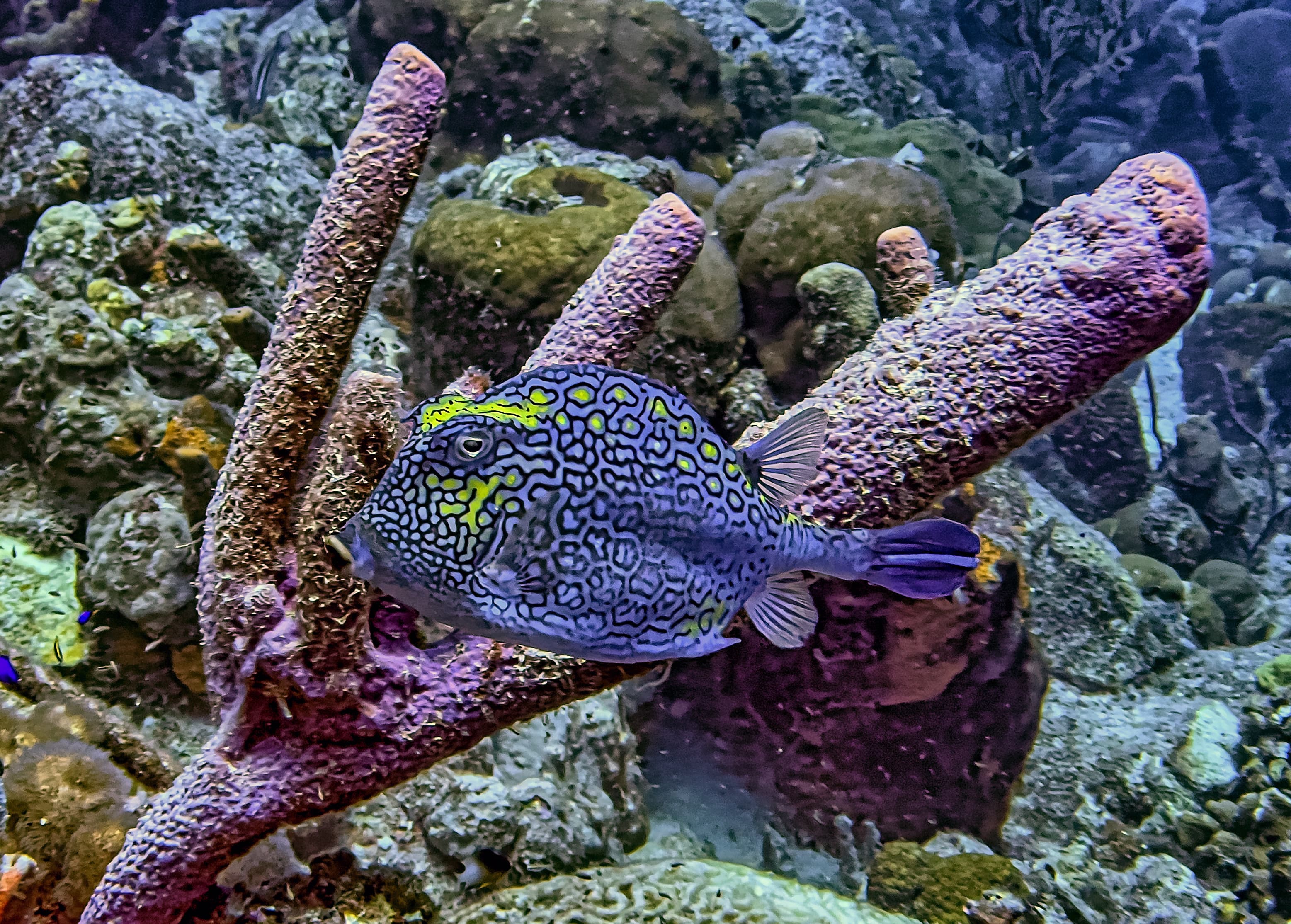 Caribbean coral garden, Honeycomb Cowfish (Acanthostracion polygonius)