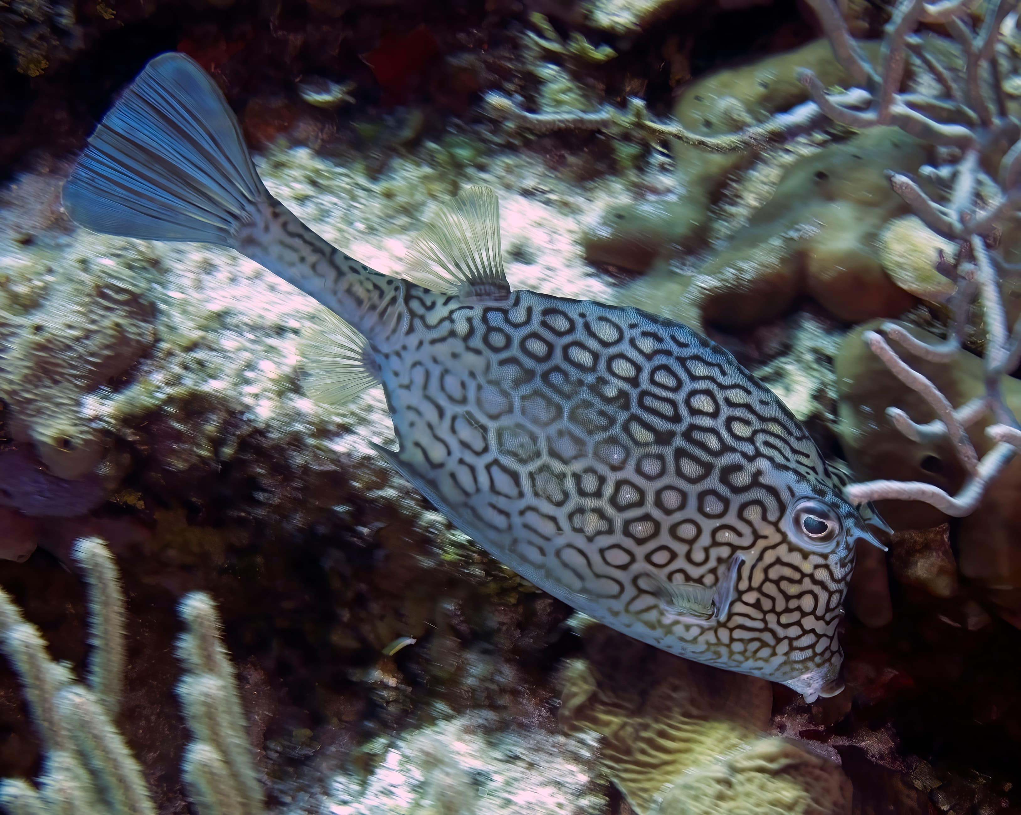 A Honeycomb Cowfish (Acanthostracion polygonius) in Cozumel, Mexico