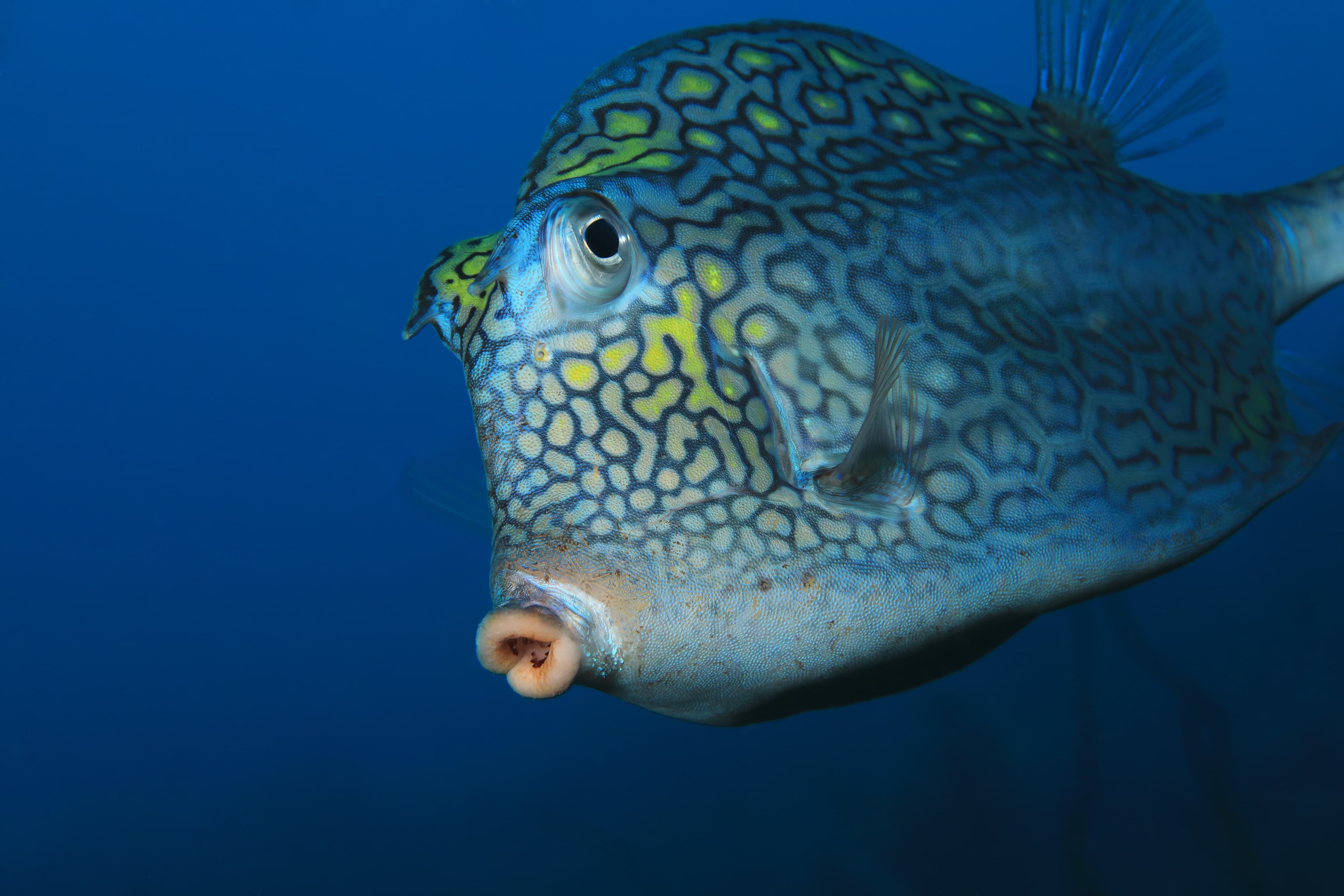 Honeycomb Cowfish close-up