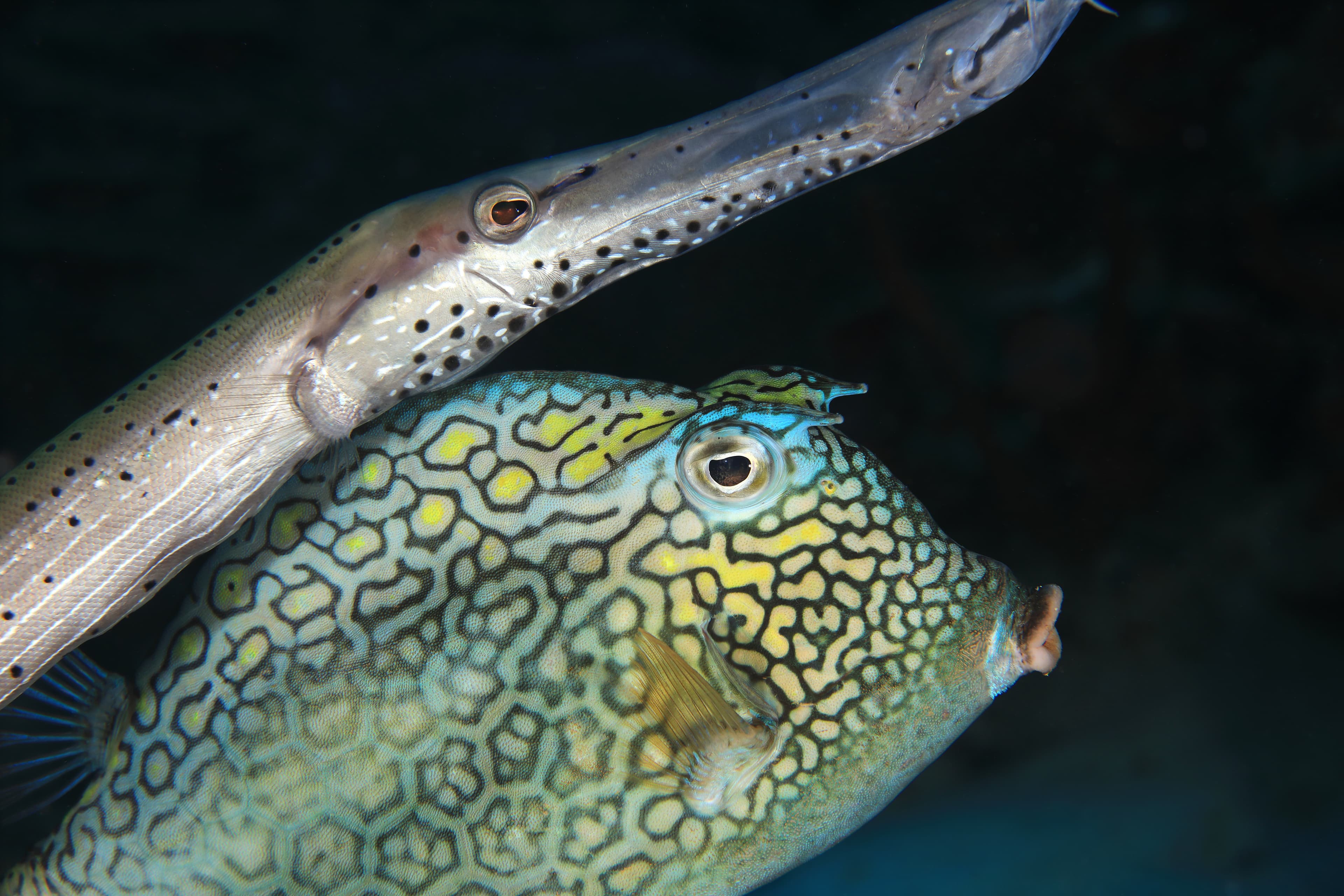 Honeycomb Cowfish and Trumpetfish