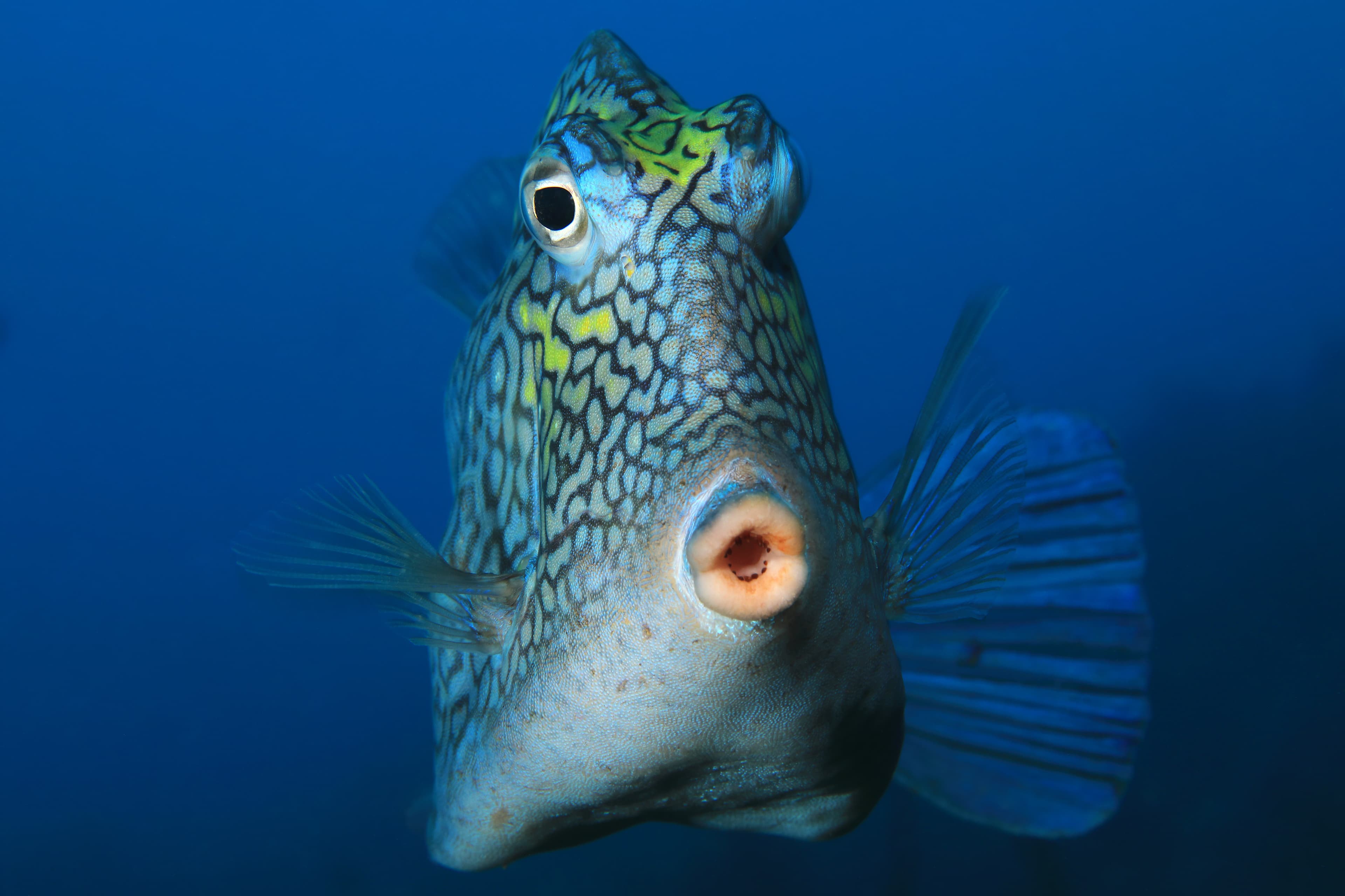 Honeycomb Cowfish close-up