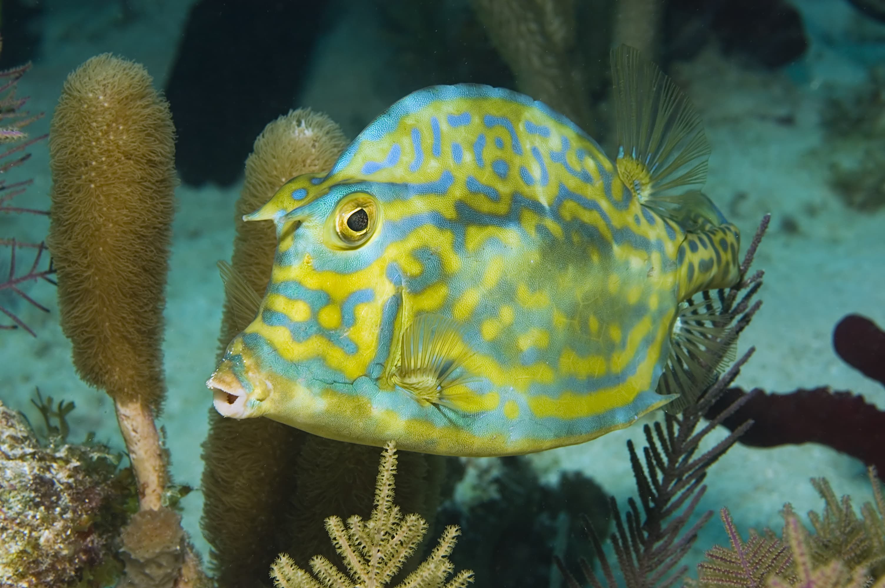 Scrawled Cowfish