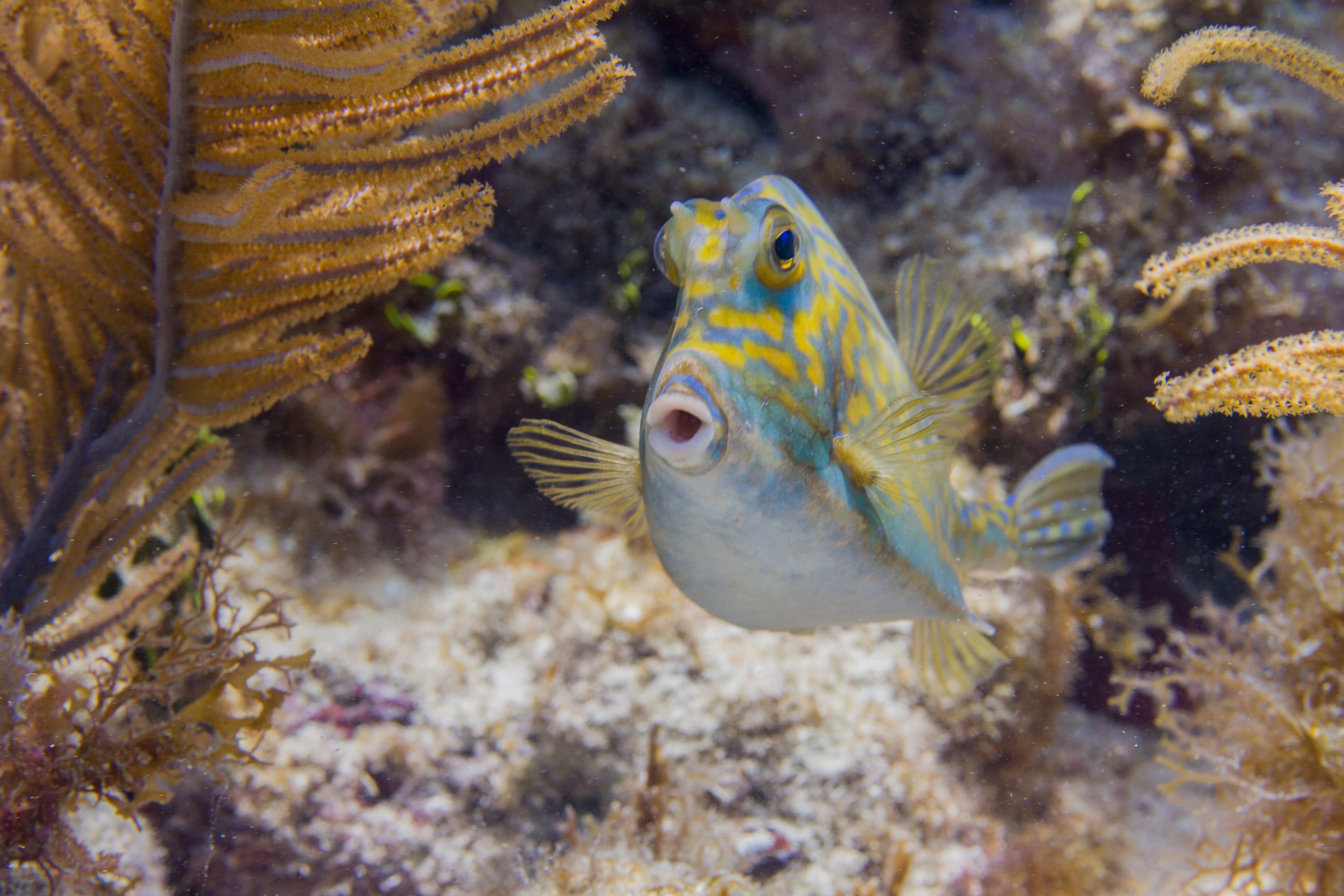 Scrawled Cowfish in Florida Keys