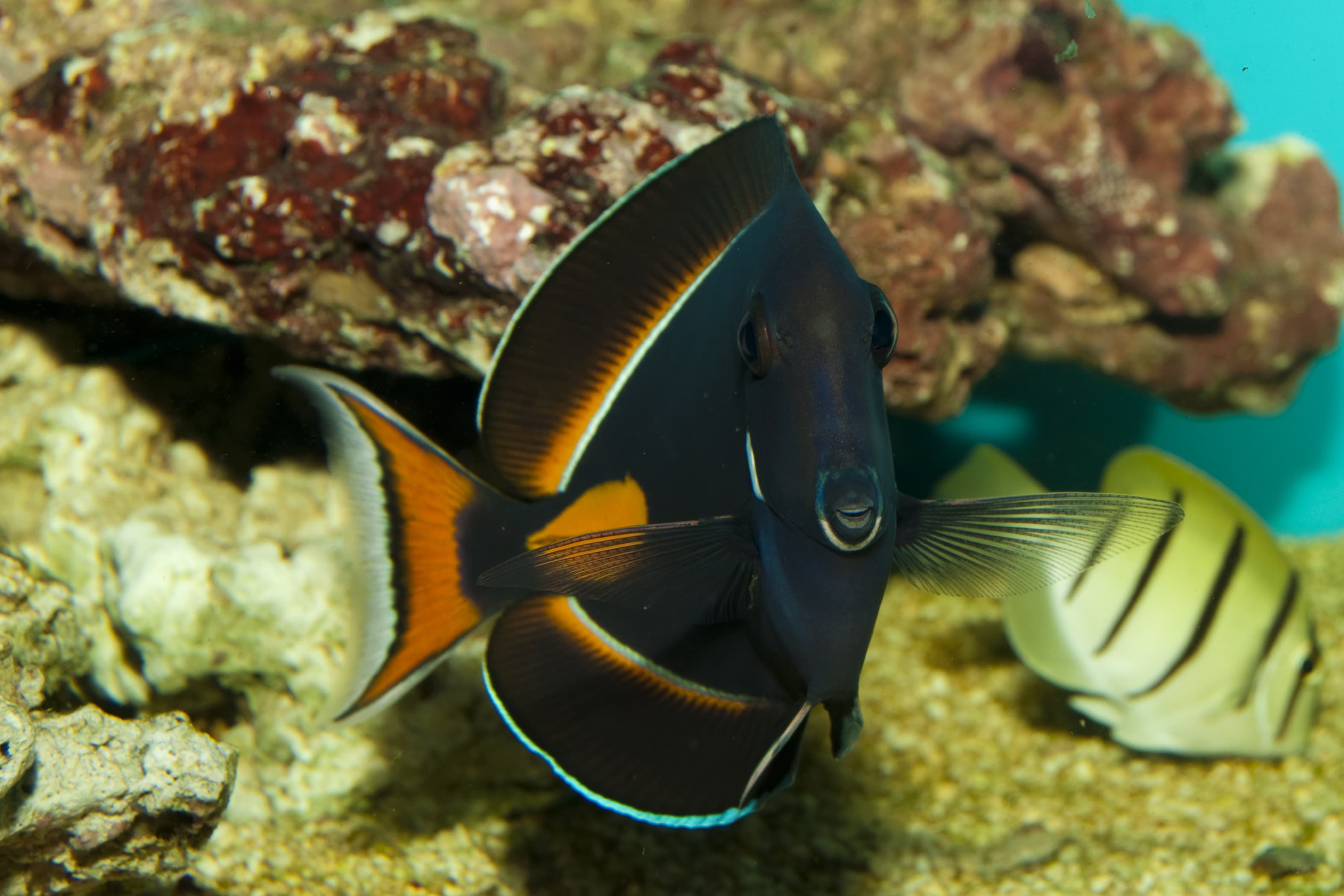 Achilles Tang (Acanthurus achilles) in aquarium looking right back at you