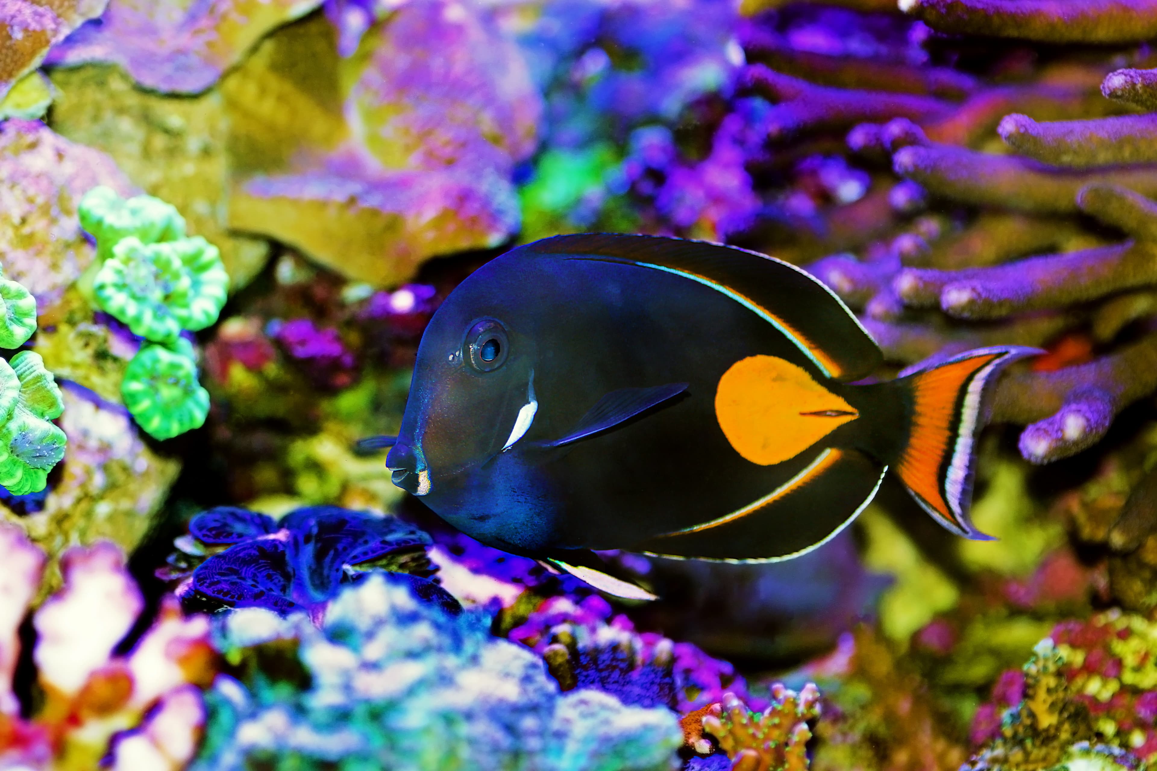 Achilles Tang (Acanthurus achilles)