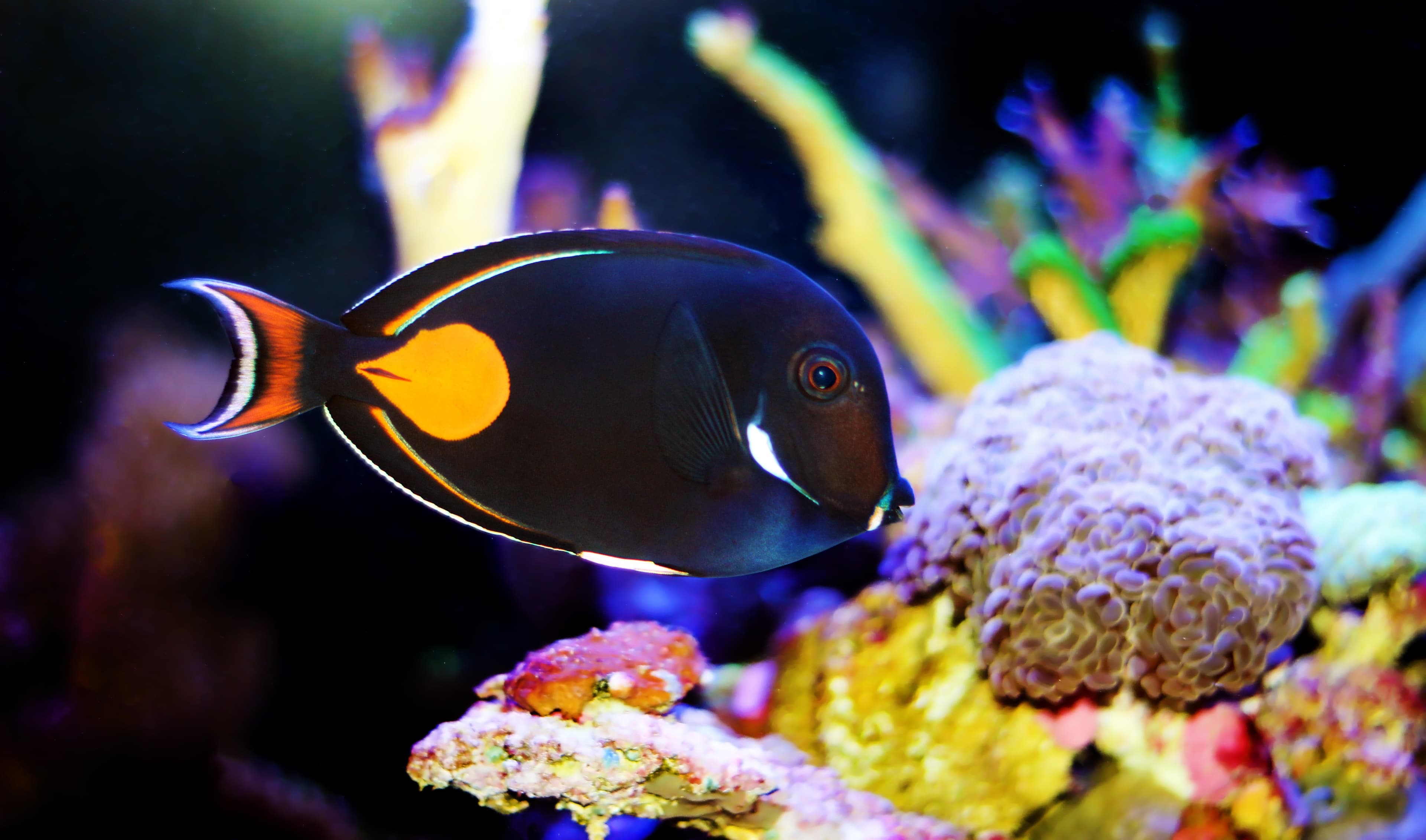 Achilles Tang (Acanthurus achilles)