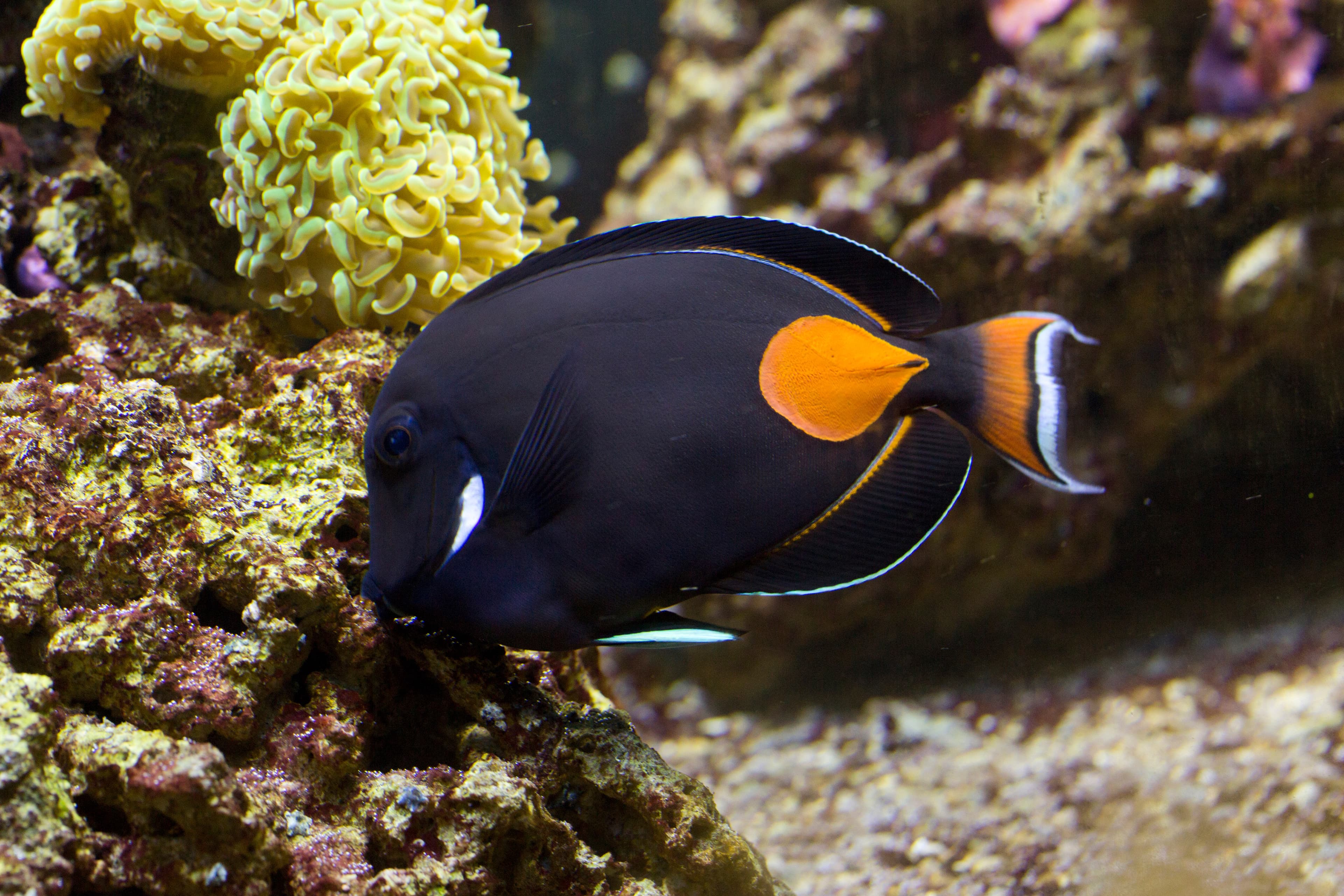 Achilles Tang (Acanthurus achilles)