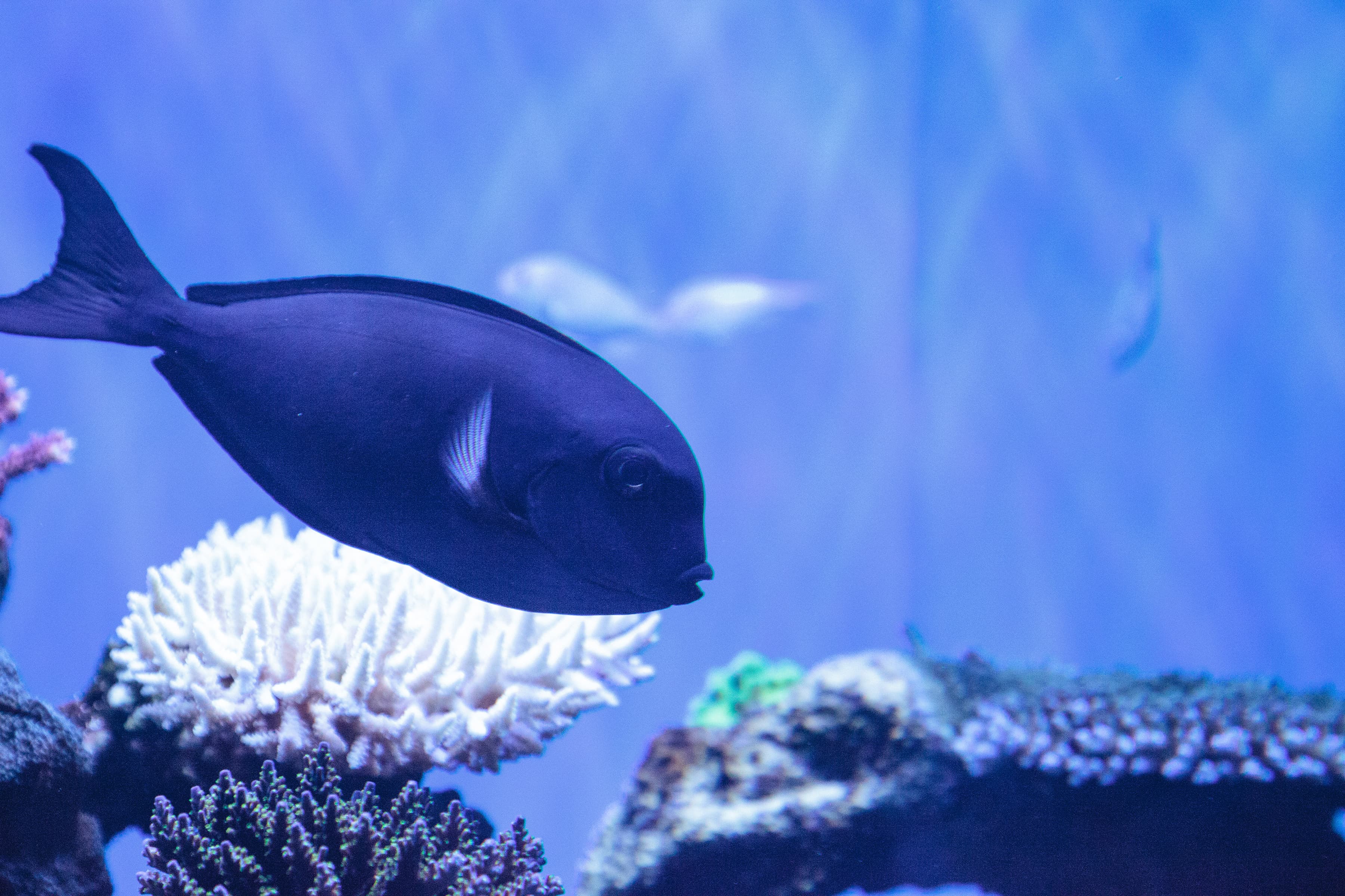 Whitefin Surgeonfish (Acanthurus albipectoralis)