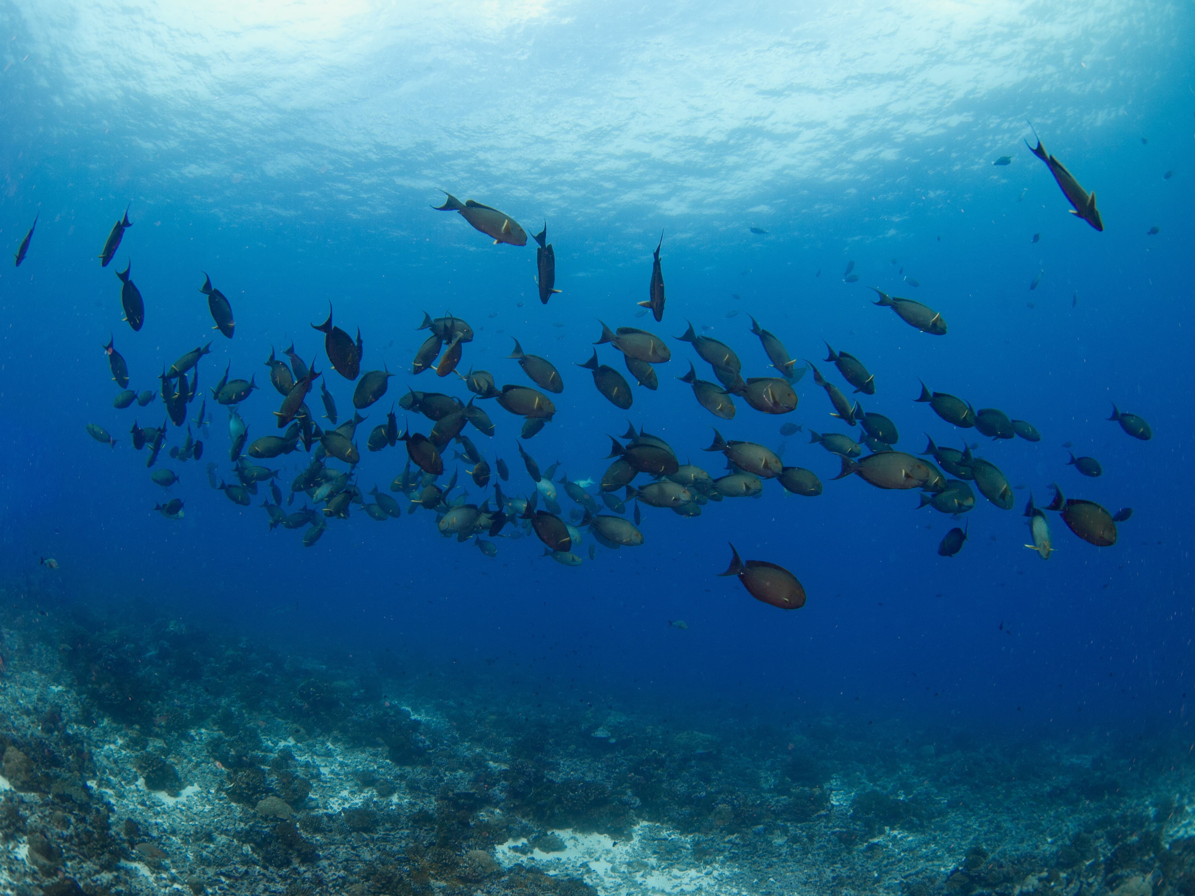 School of Whitefin Surgeonfish (Rangiroa, Tuamotu Islands, French Polynesia in 2012)