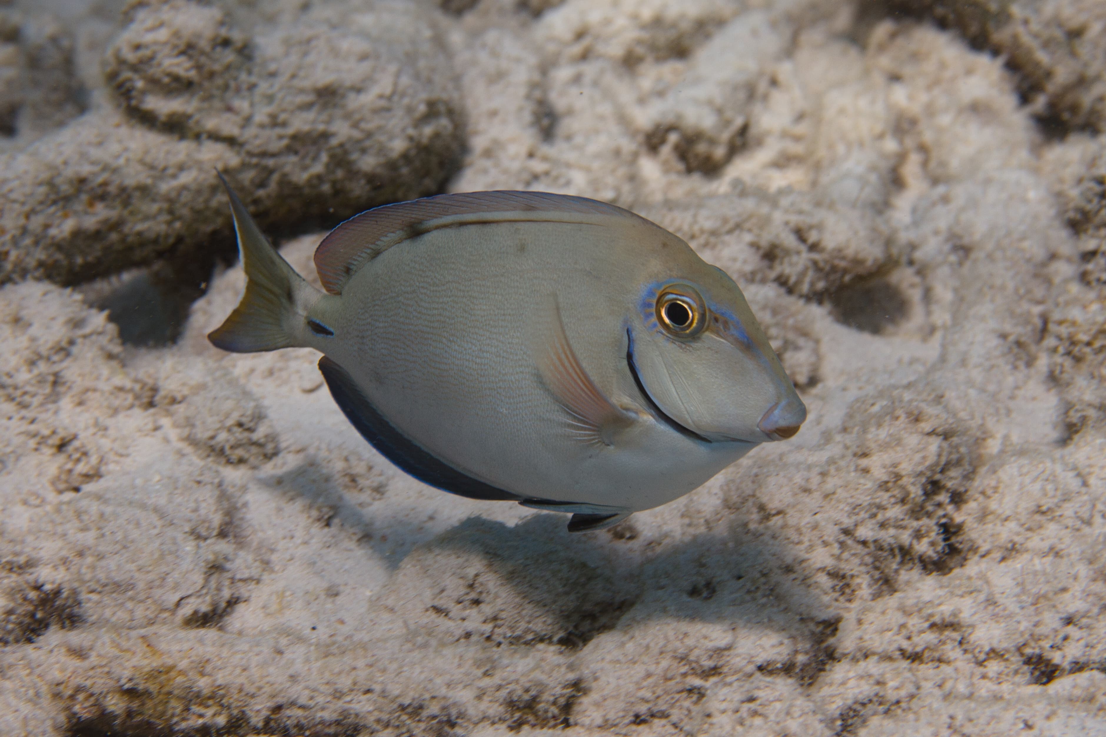 Ocean Surgeonfish