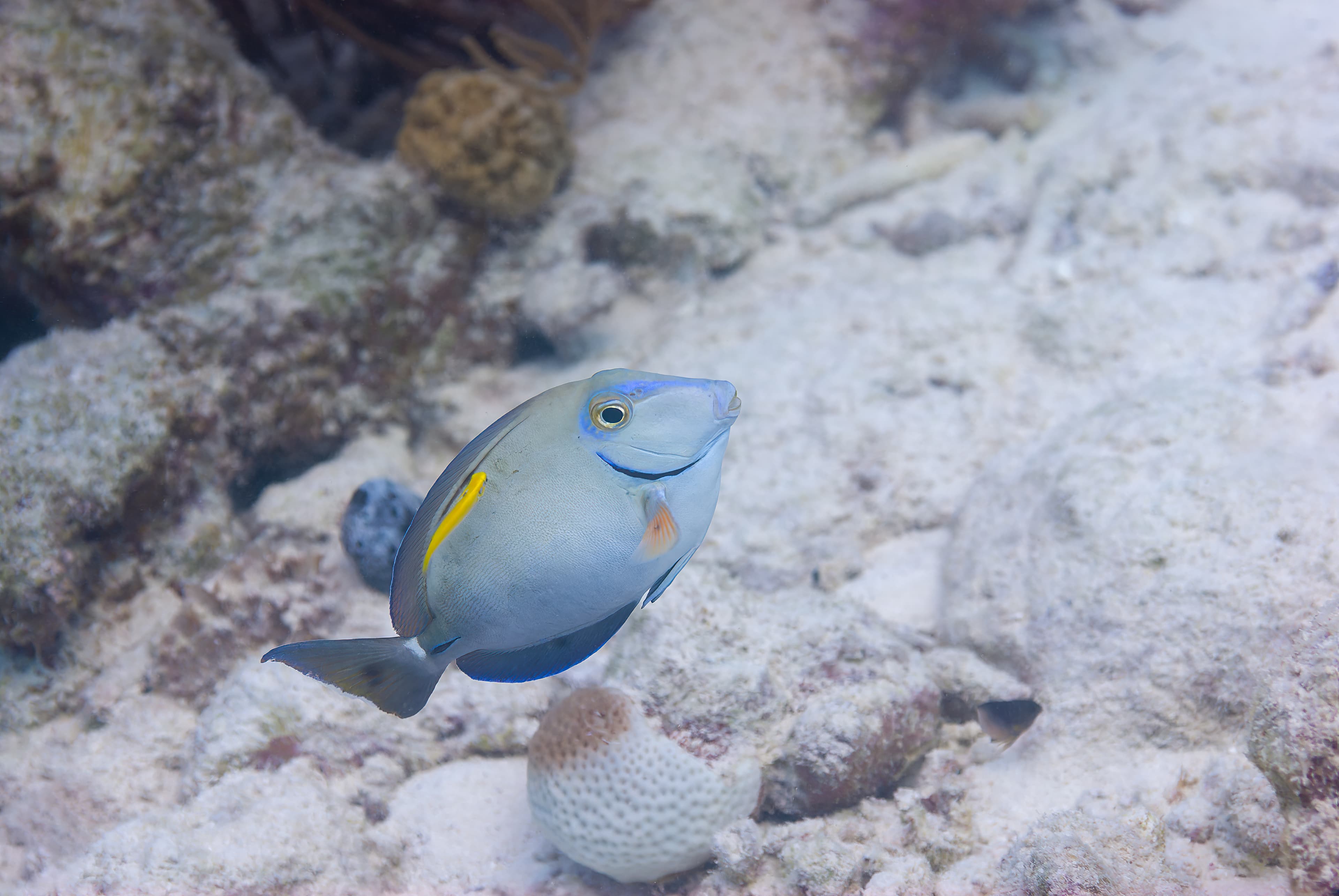 Ocean Surgeonfish (Acanthurus bahianus) with yellow cleaner wrasse