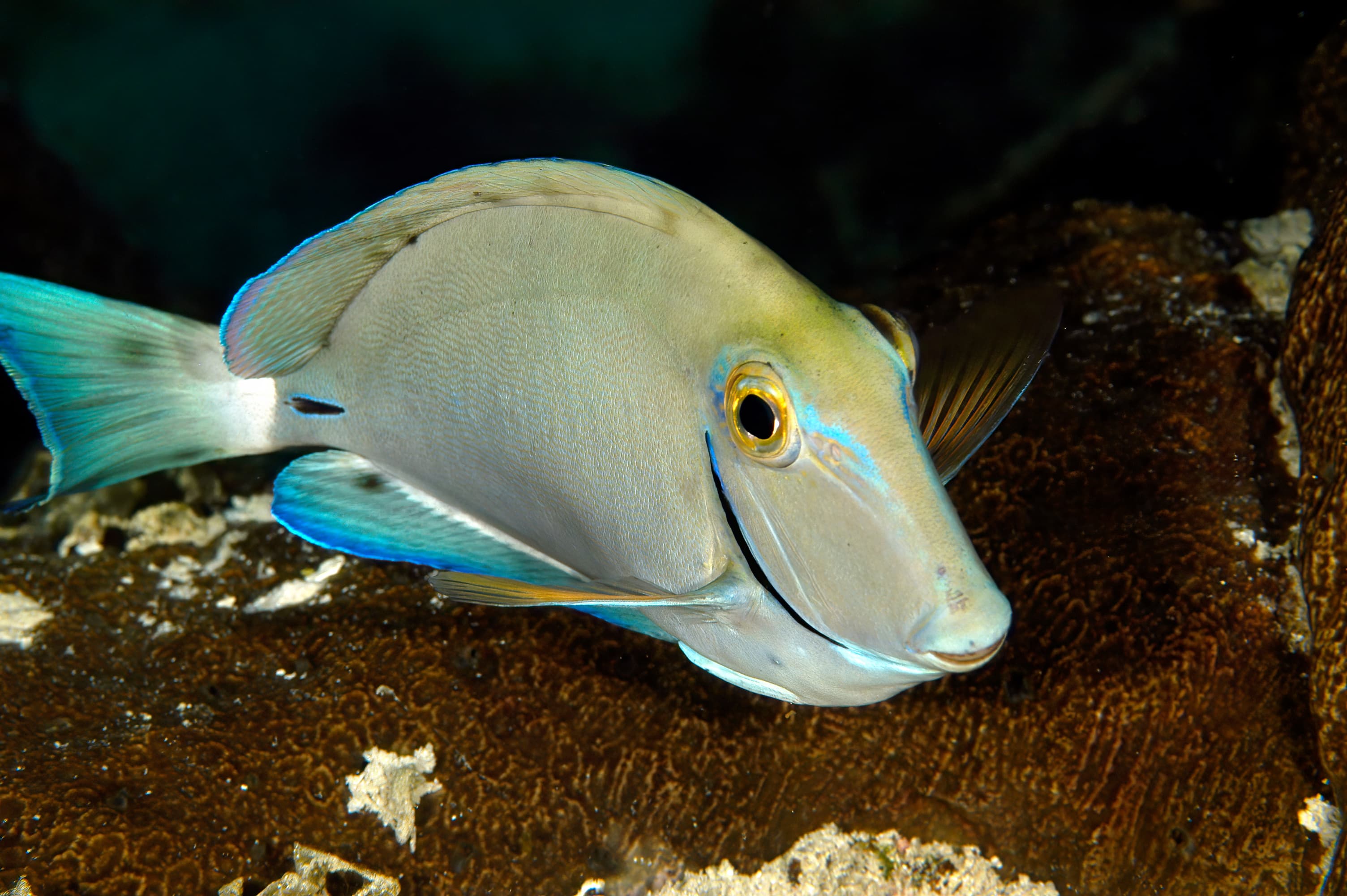 Ocean Surgeonfish on reef in Honduras