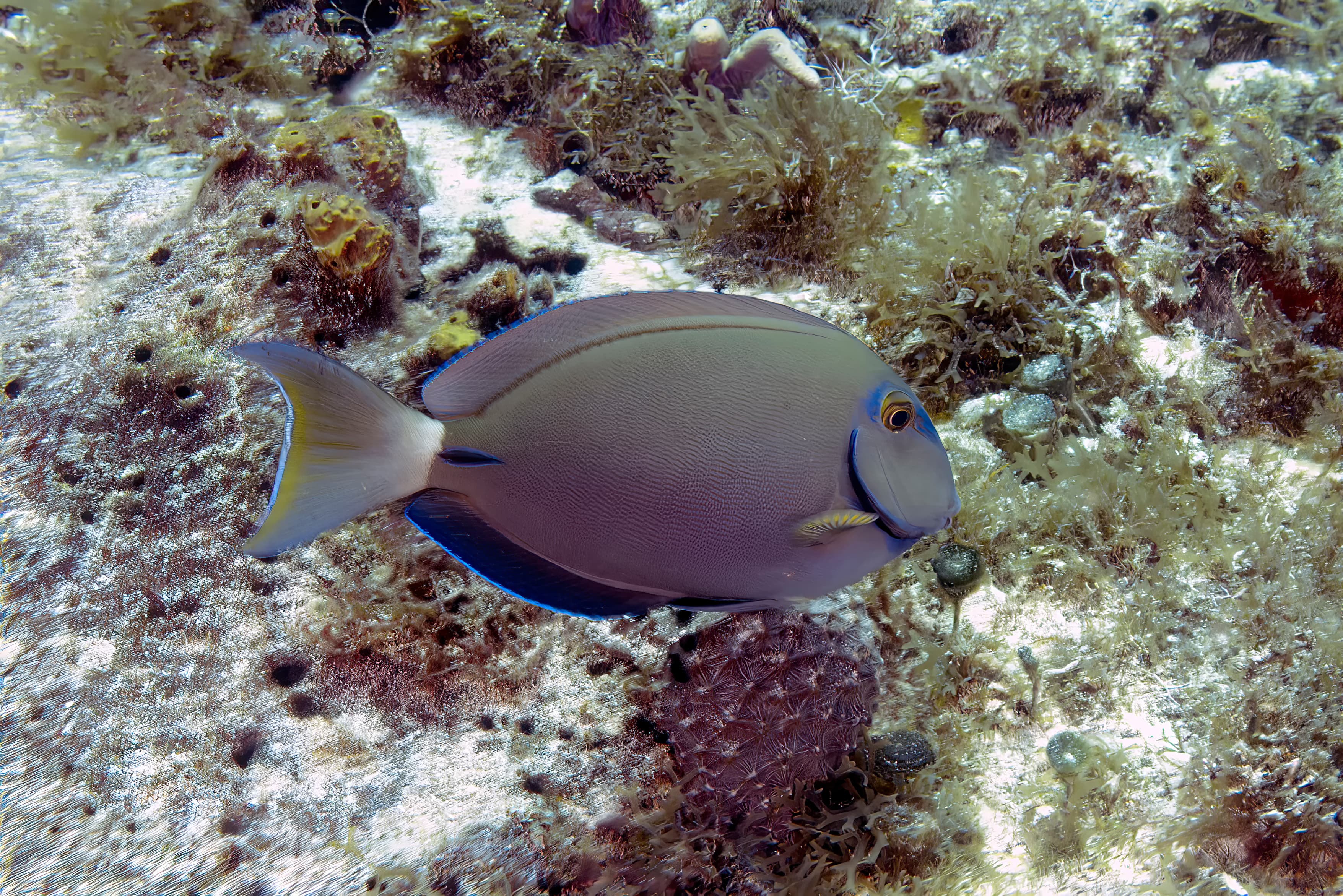 An Ocean Surgeonfish (Acanthurus bahianus) in Cozumel, Mexico