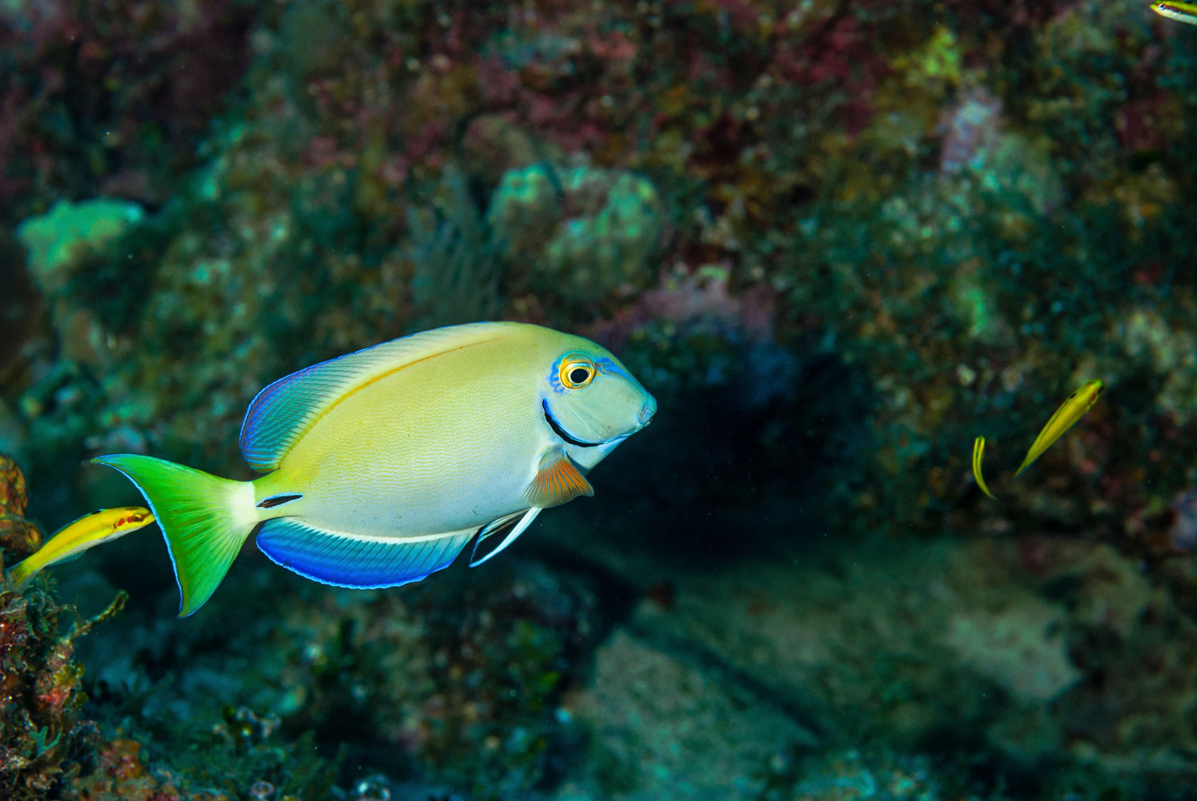 Ocean Surgeonfish swimming over a coral reef