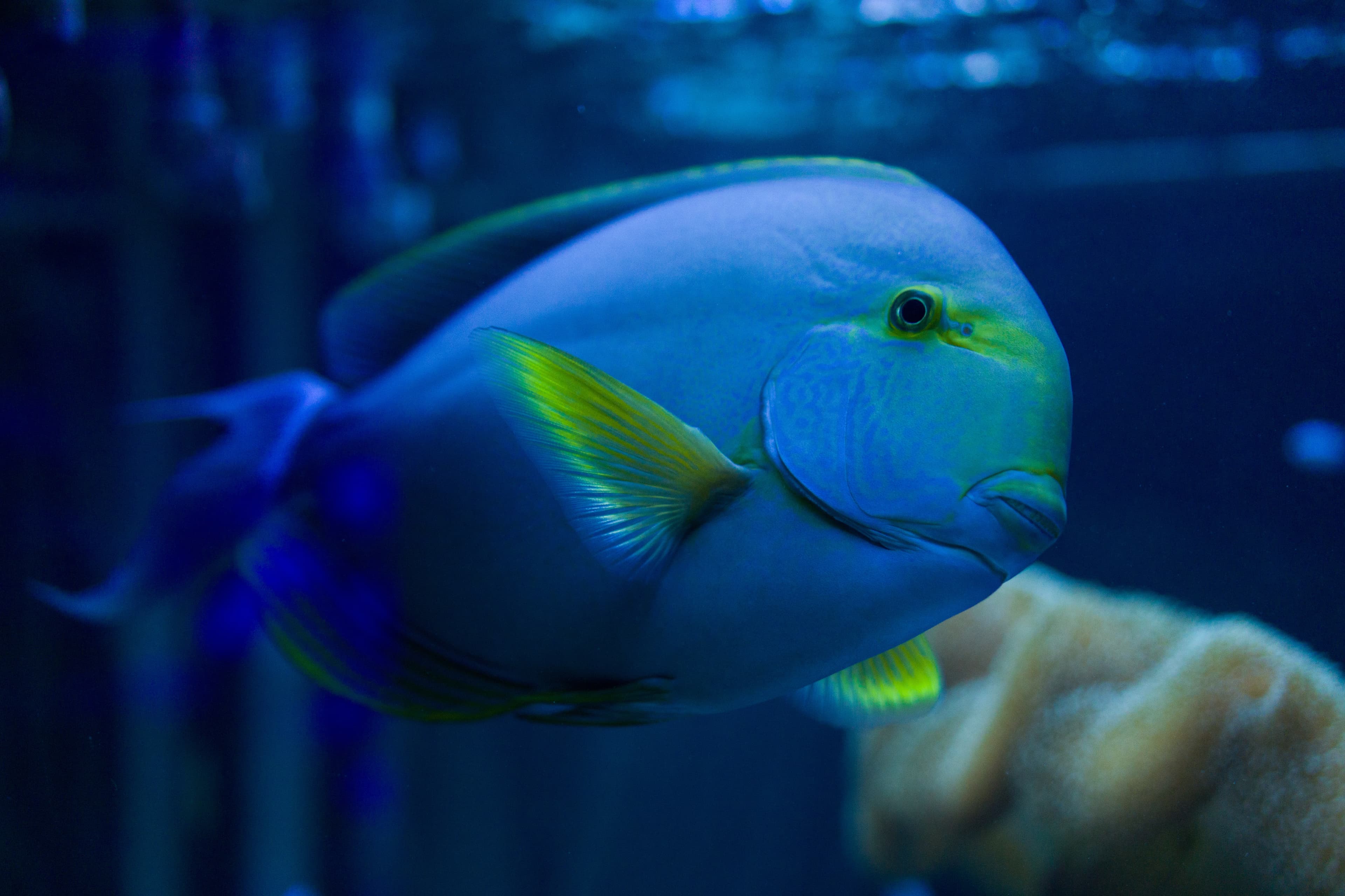 Acanthurus blochii (Ringtail Surgeonfish) swims in the aquarium