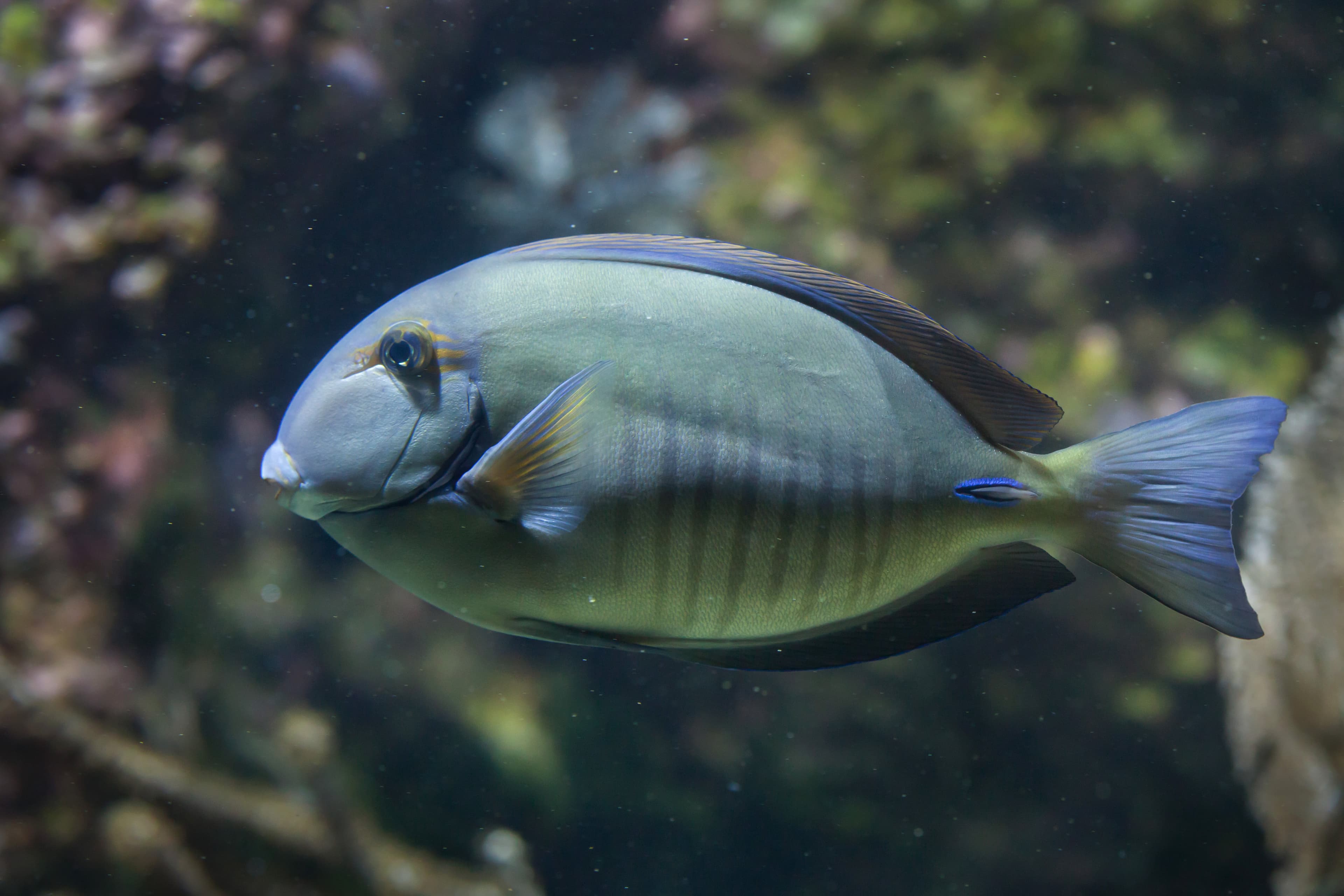 Doctorfish (Acanthurus chirurgus)