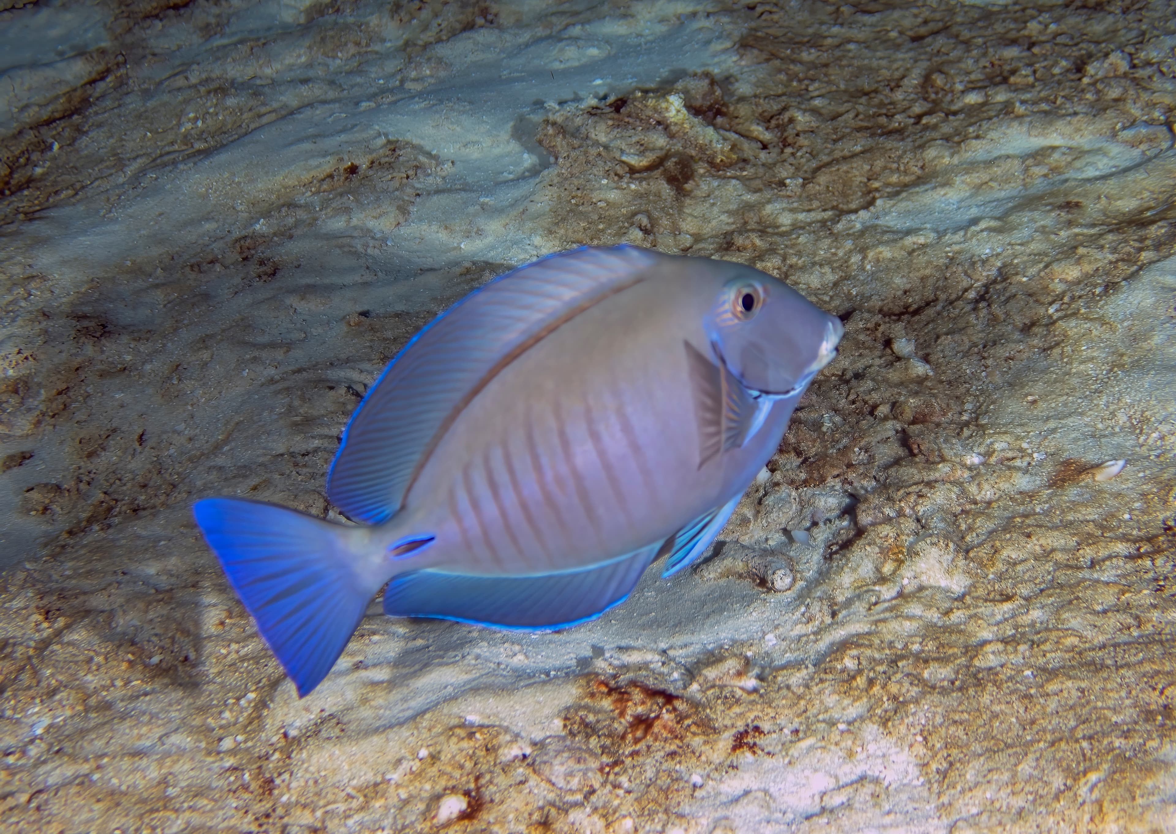 A Doctorfish (Acanthurus chirurgus) in Cozumel, Mexico