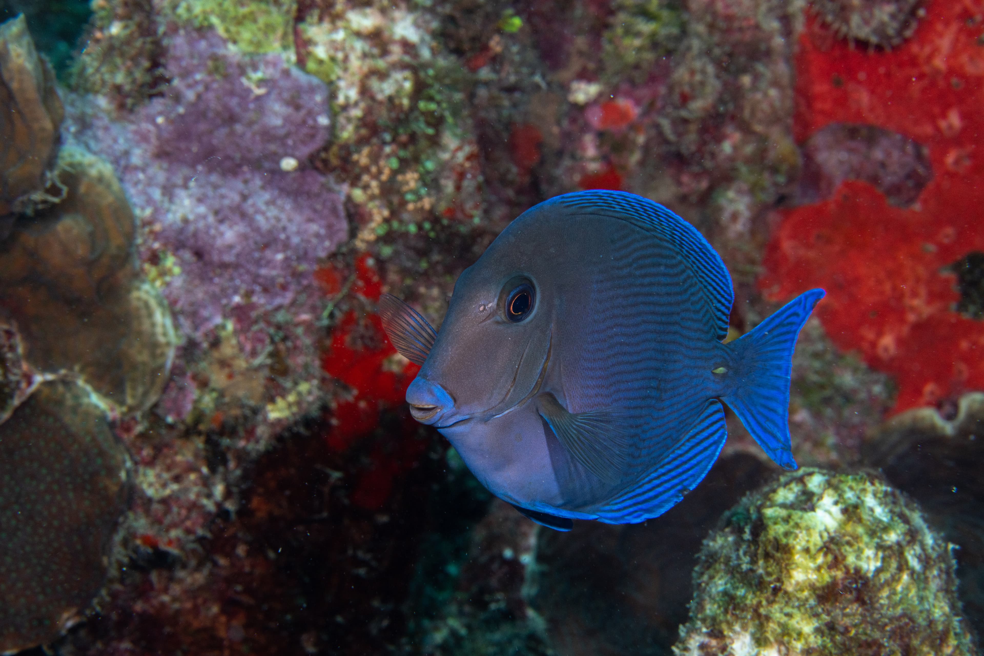 Atlantic Blue Tang