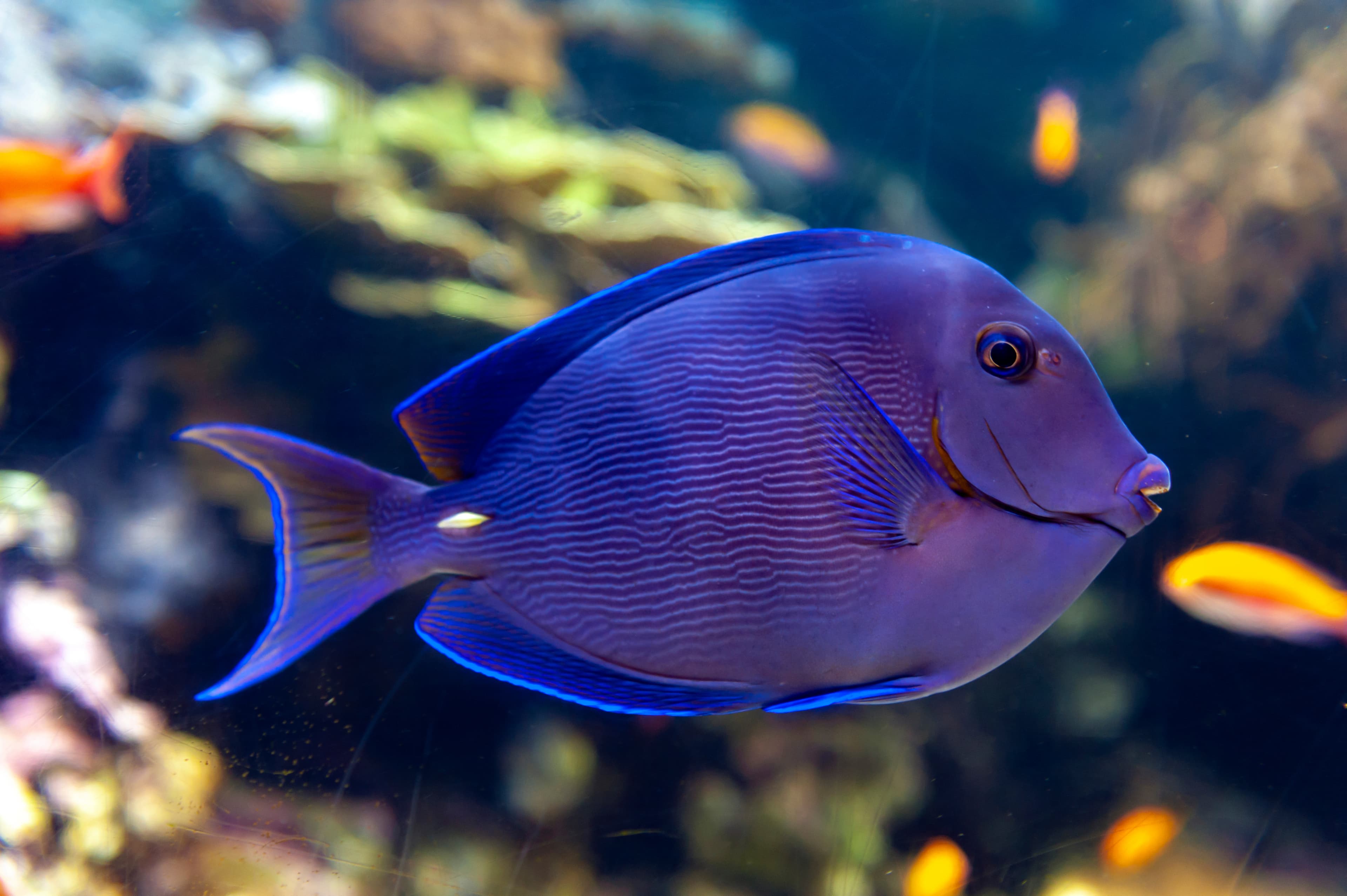 Blue Tang (Acanthurus coeruleus), a surgeonfish found in the Atlantic Ocean