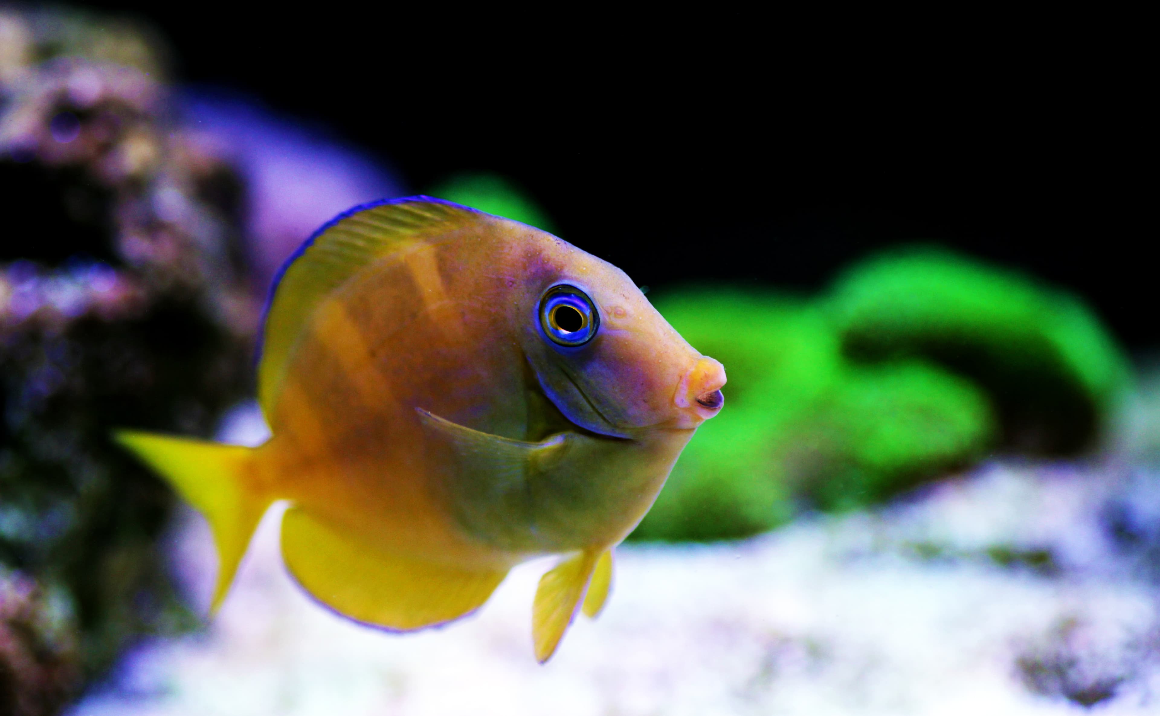 Blue Tang (Acanthurus coeruleus) juvenile, notice the slight yellow coloration