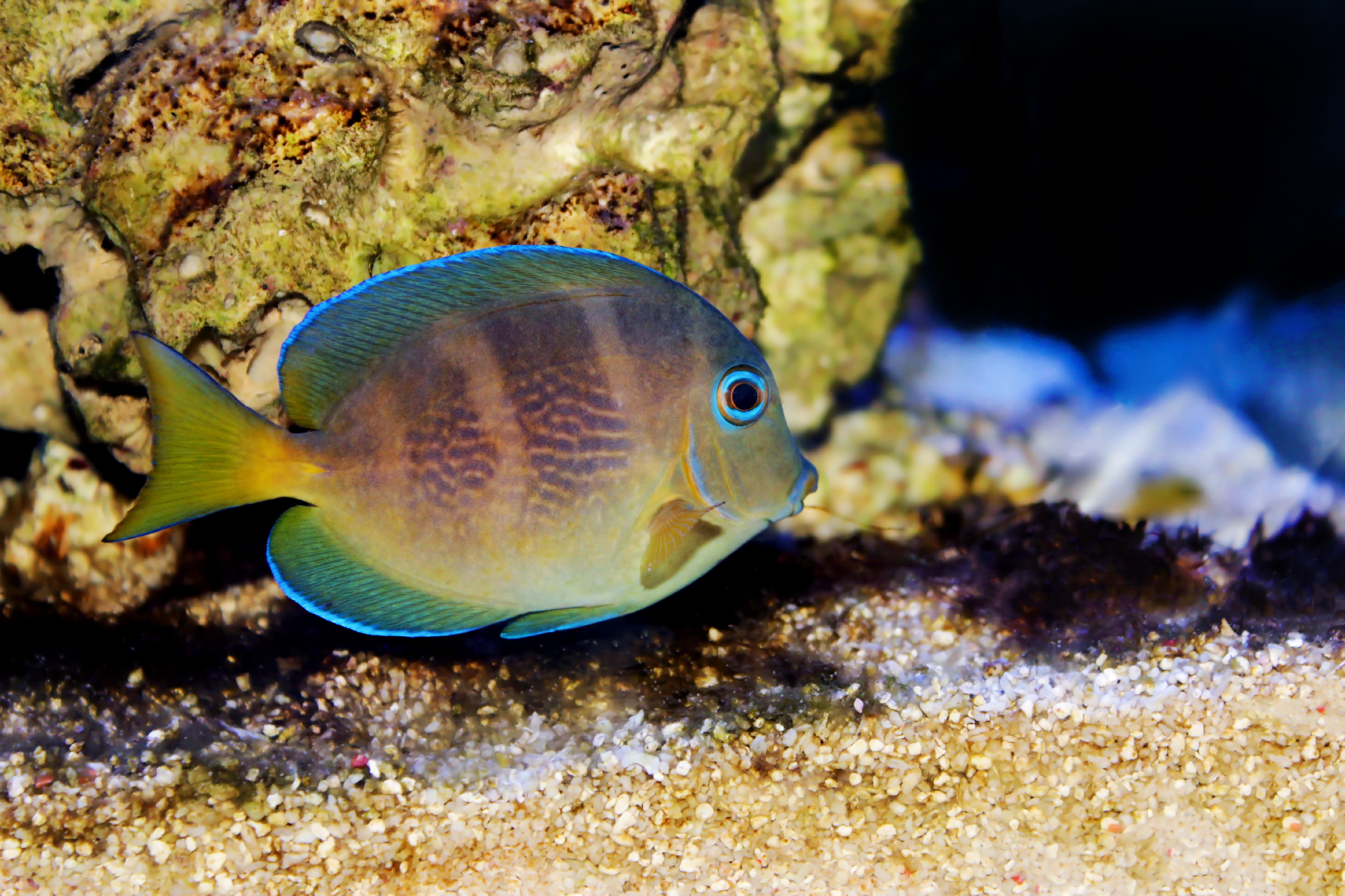 Blue Tang (Acanthurus coeruleus) juvenile, notice the very slight yellow coloration