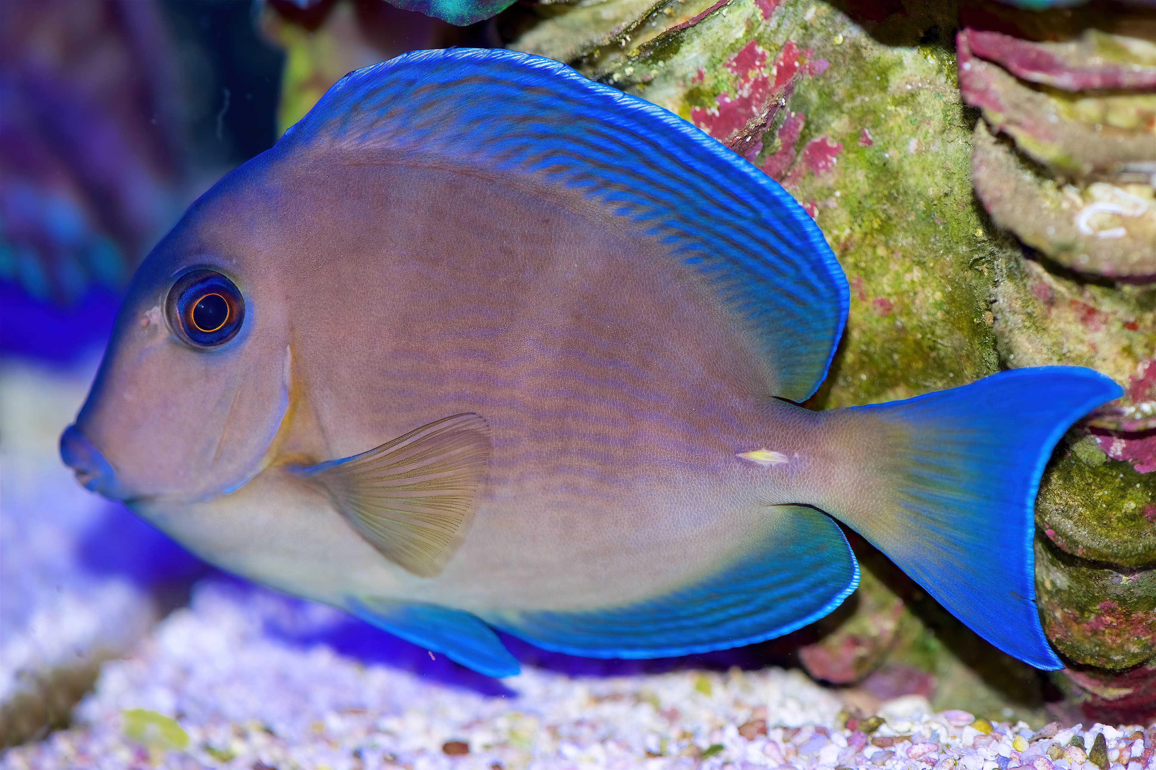 The Atlantic Blue Tang, Acanthurus coeruleus, is a stunning tang originating in the Atlantic Ocean