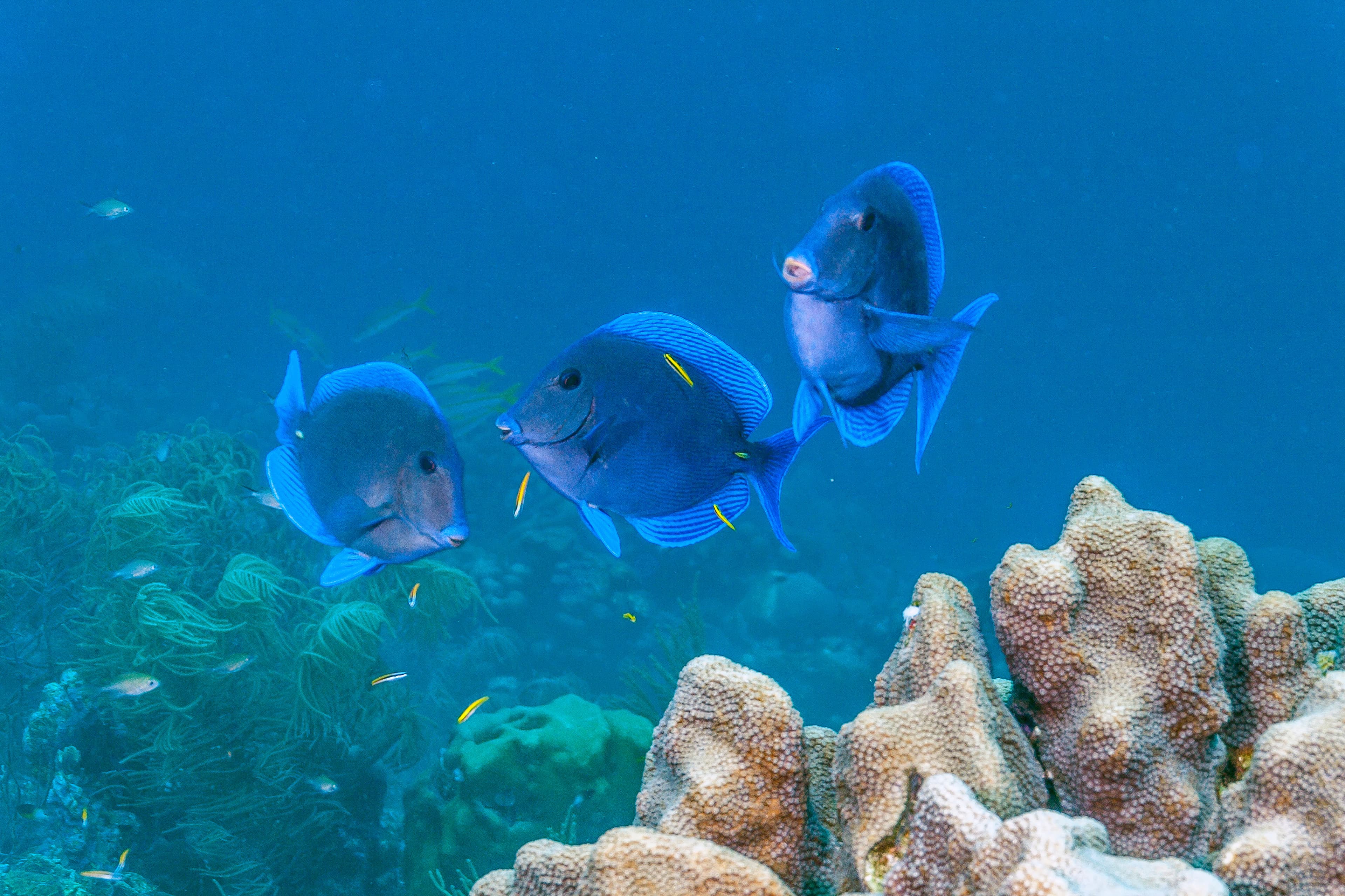 Caribbean coral reef