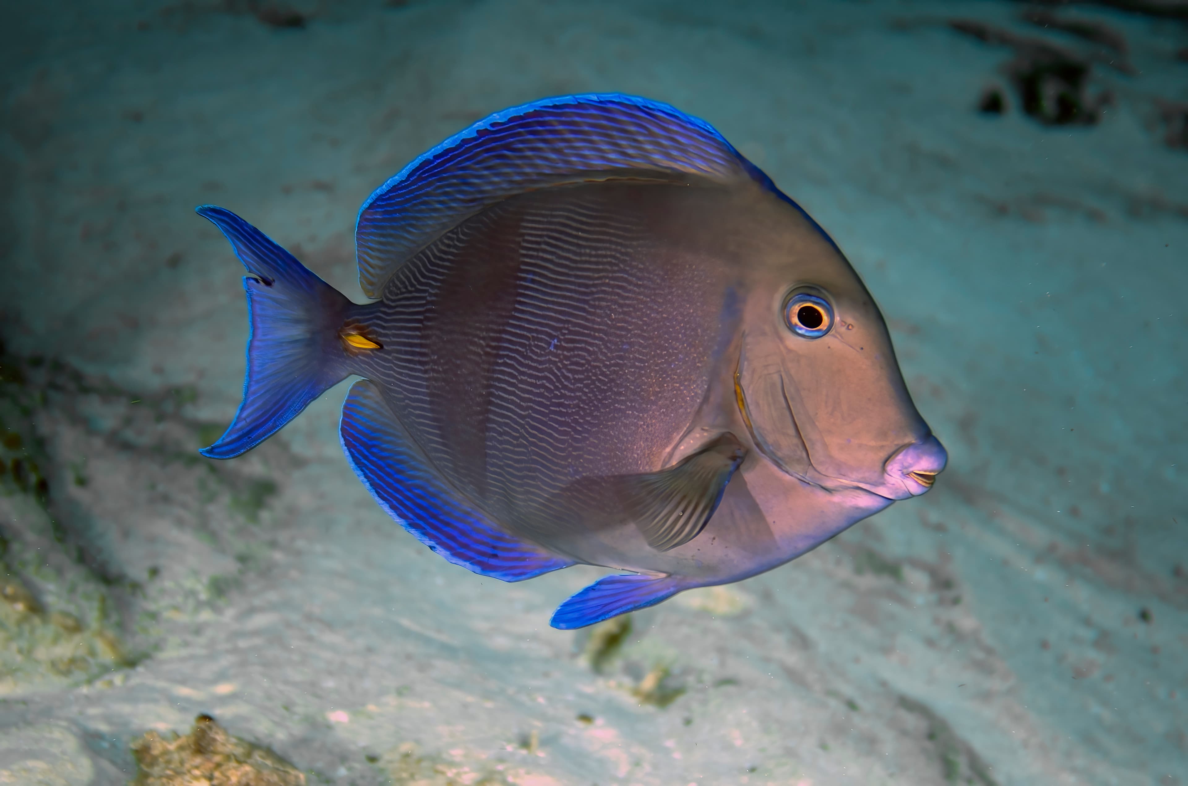 A Blue Tang (Acanthurus coeruleus) in Cozumel, Mexico