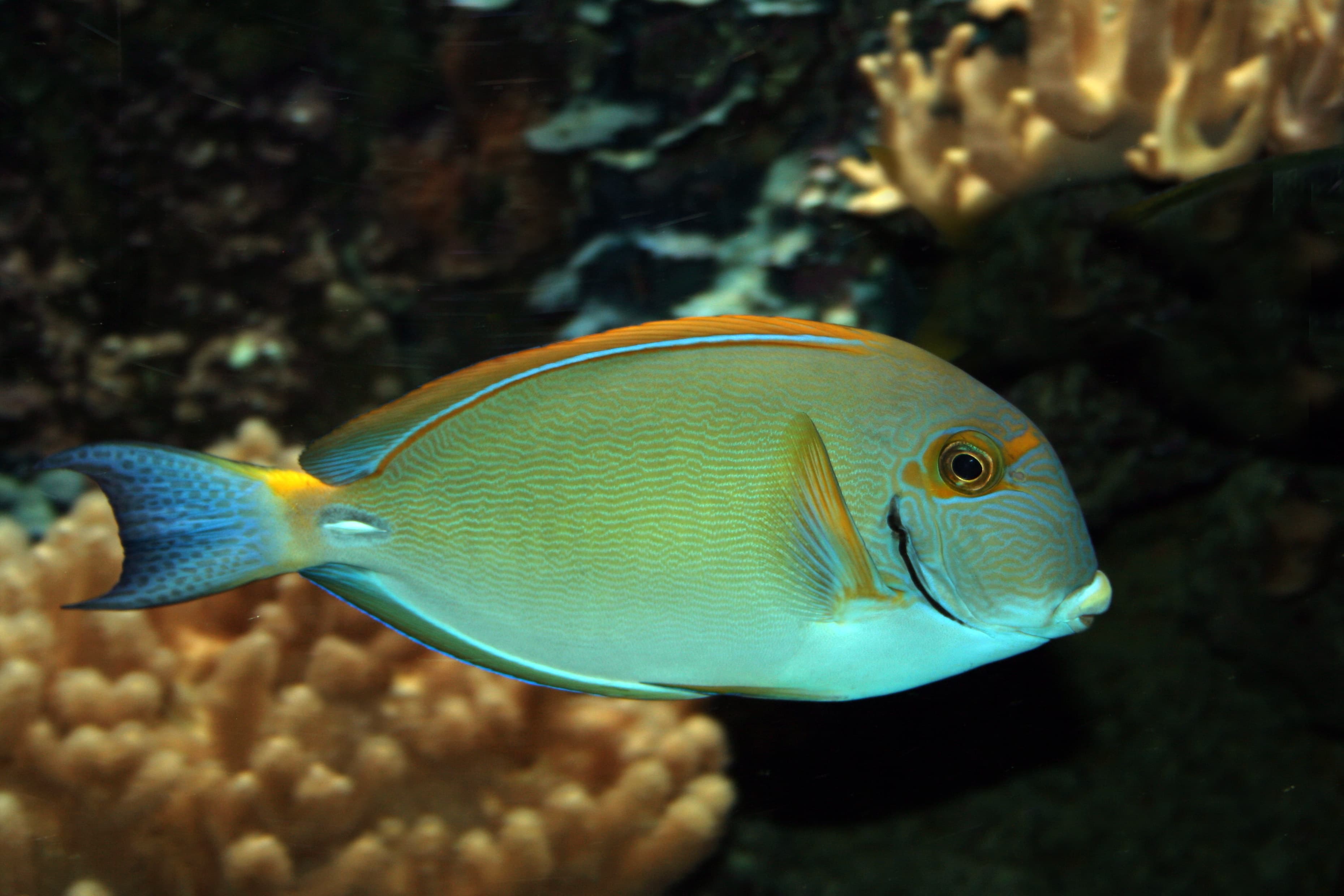 Eyestripe Surgeonfish (Acanthurus dussumieri) Indo-Pacific