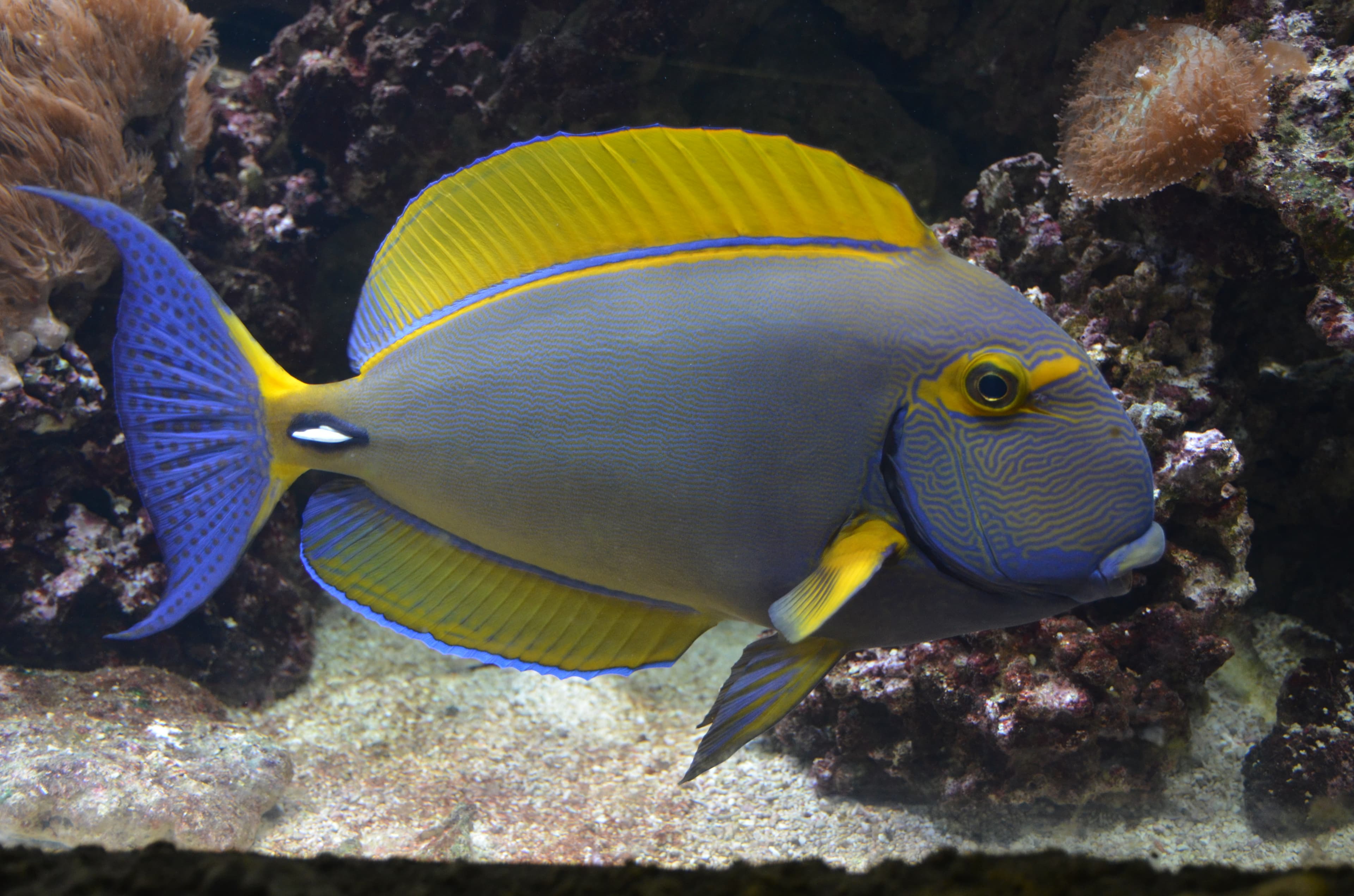 Acanthurus dussumieri