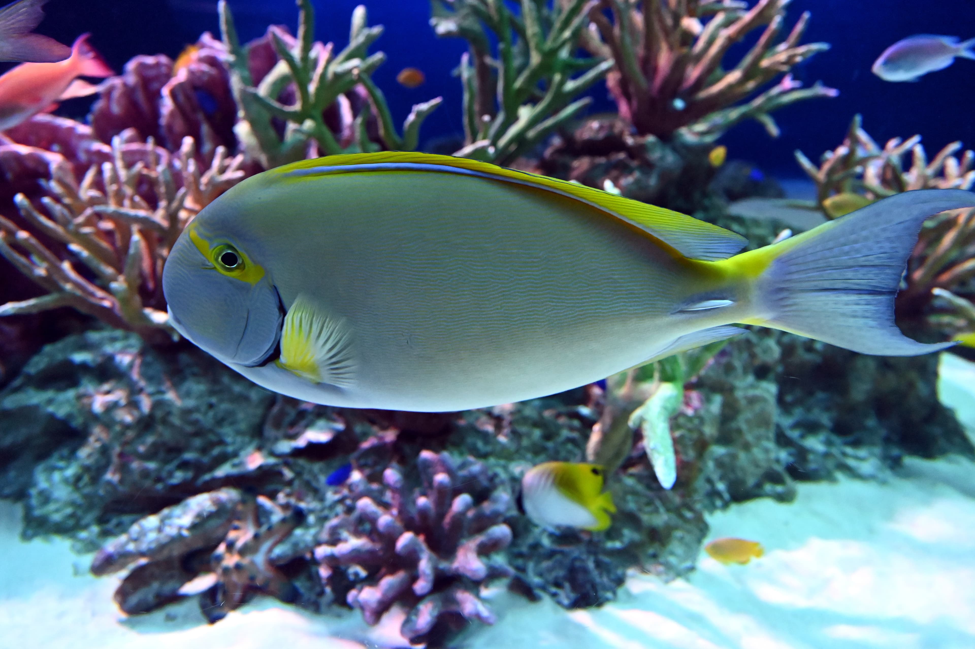 Swimming Eyestripe Surgeonfish in the water