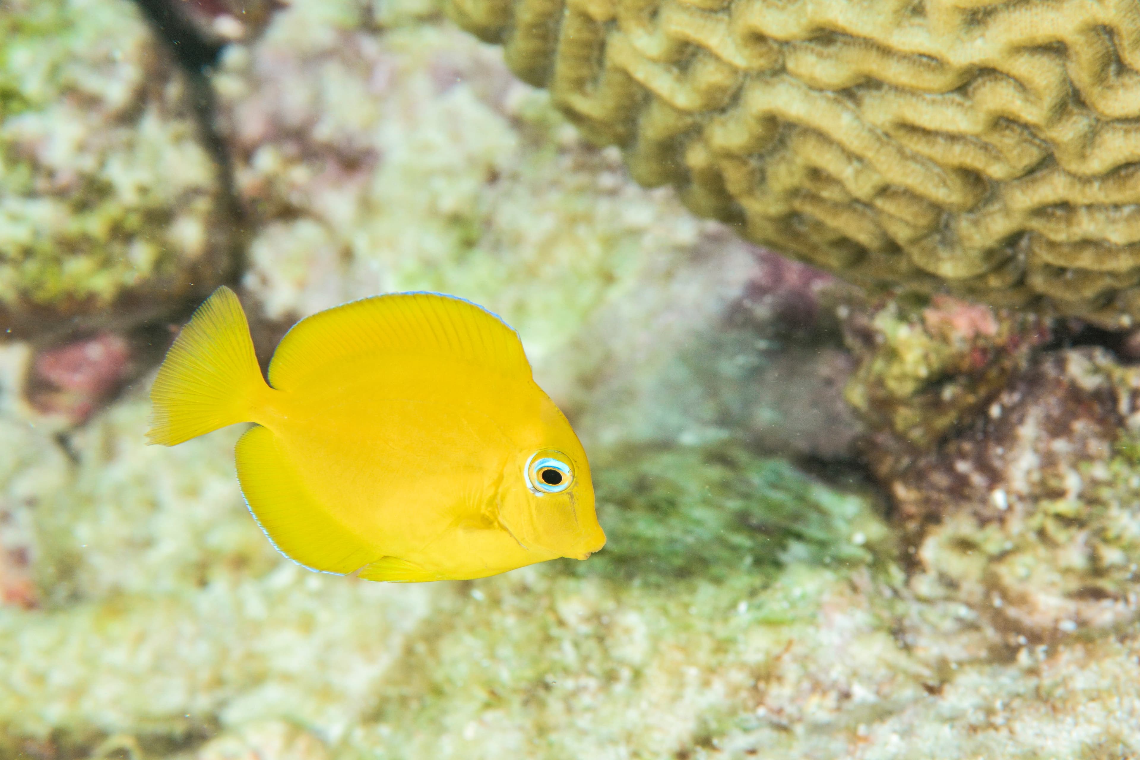 Juvenile Blue Tangs are actually bright yellow